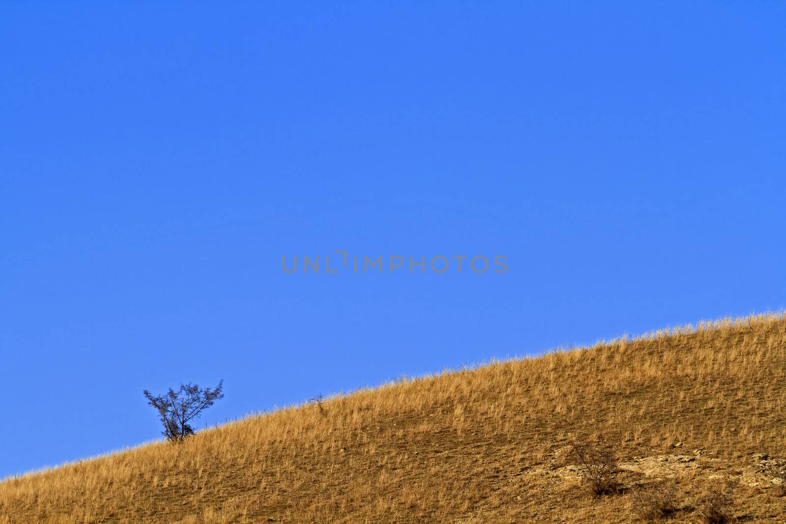 Lone small tree on the hill with blue sky horizon