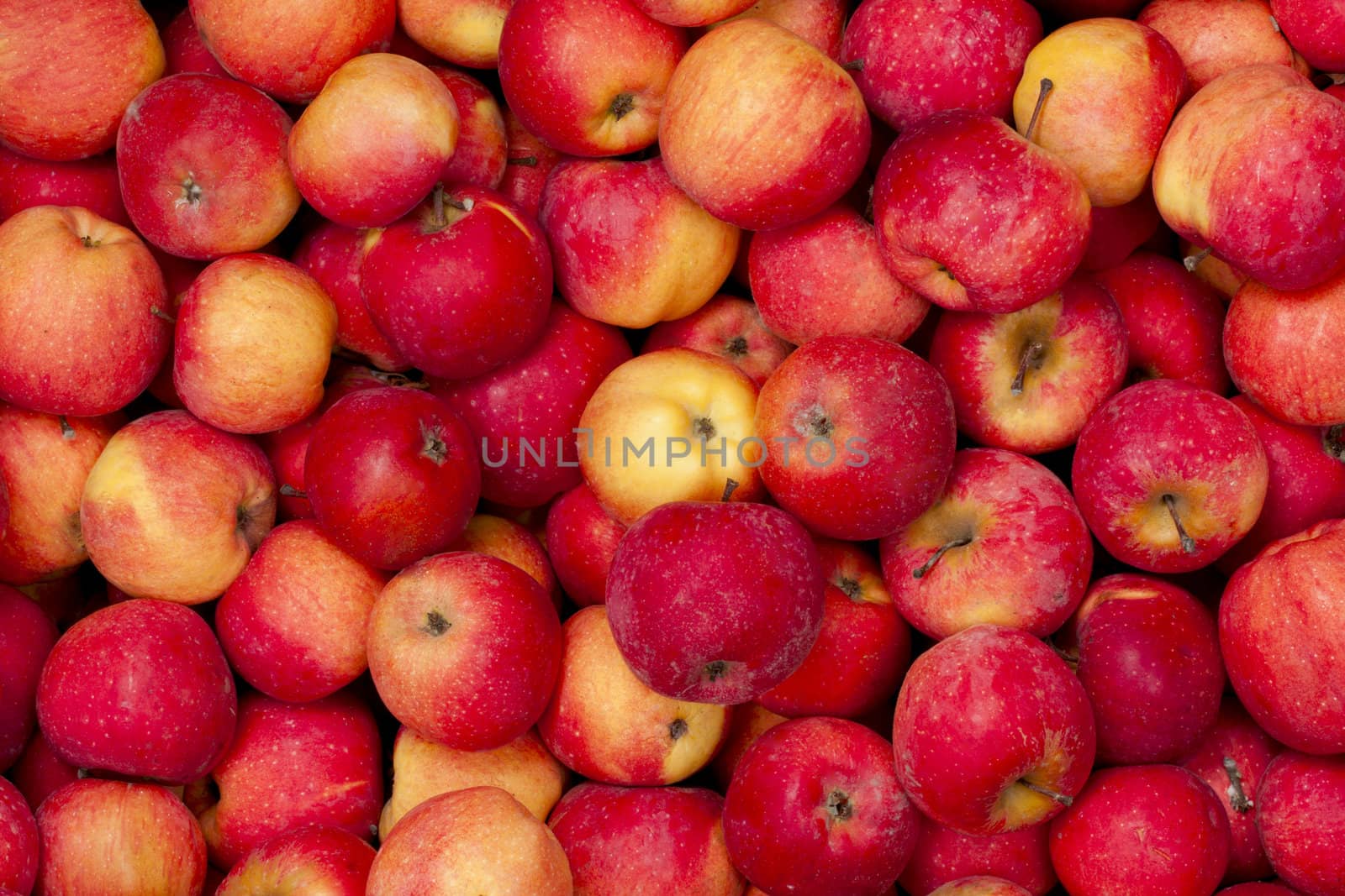 many red apples closeup