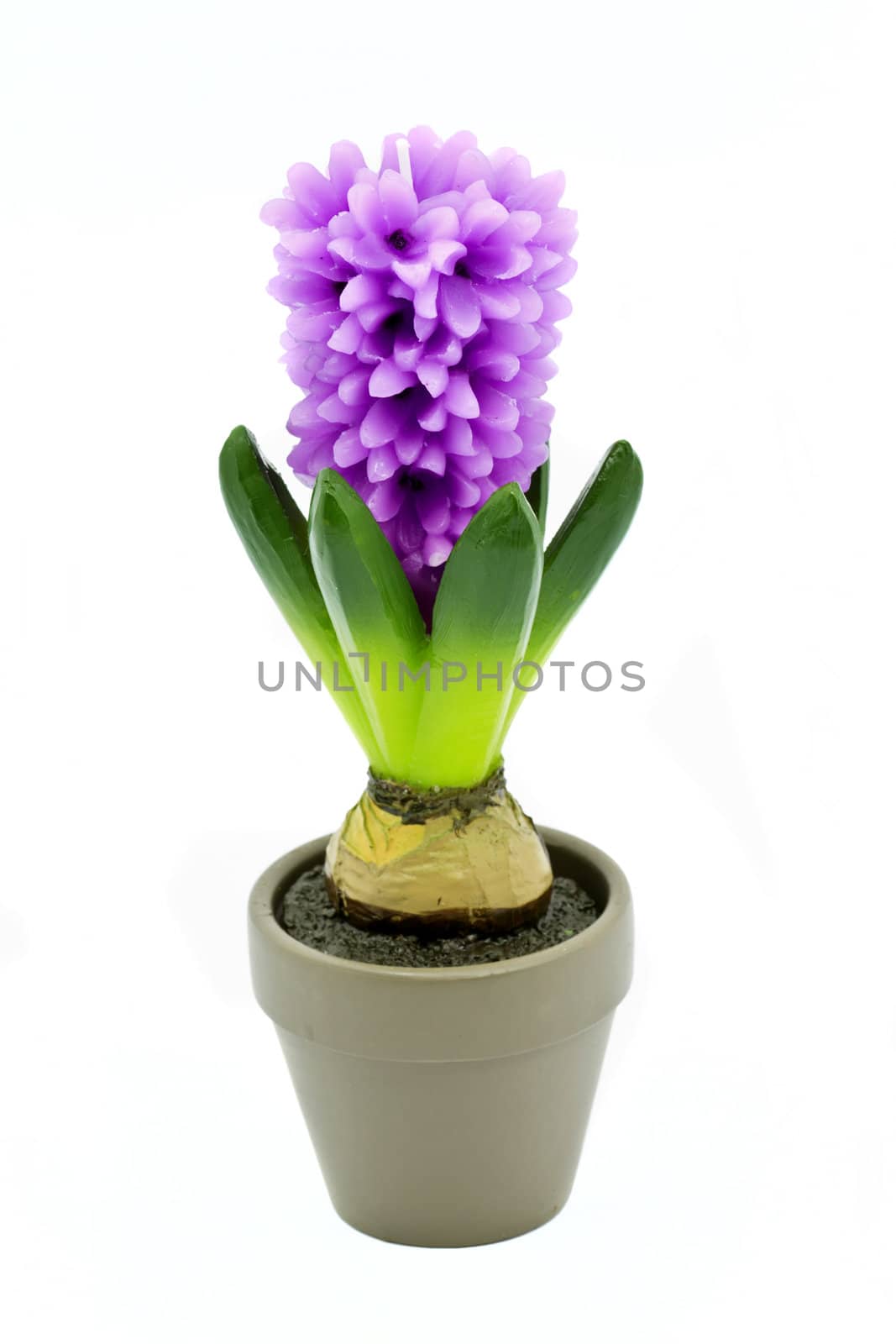 Flower candle in a pot isolated on white background