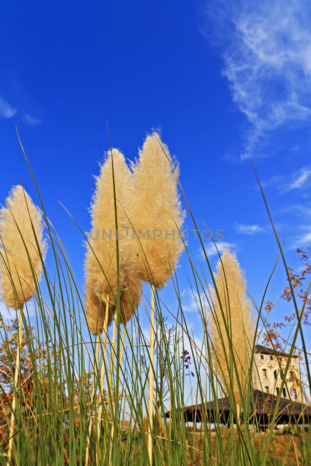 Green grass in front of beautiful blue sky, old castle in background