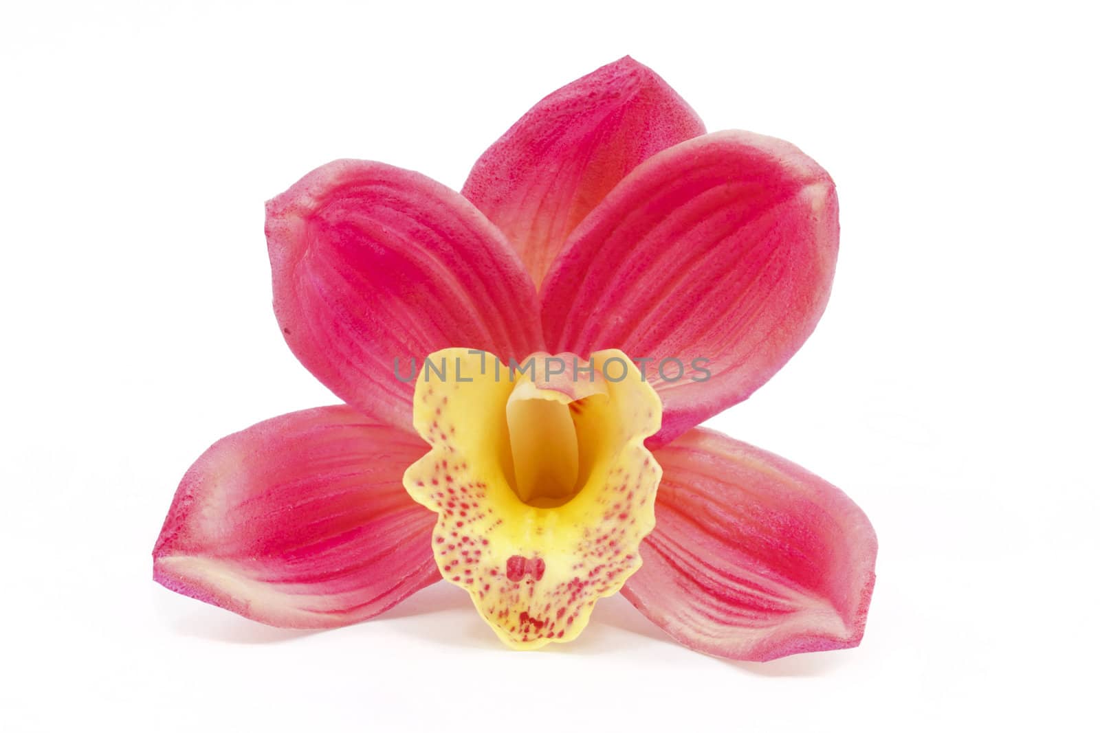 Beautiful pink orchid isolated on white background 