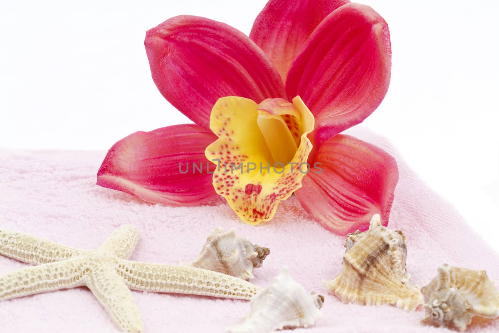 Pink orchid decoration with towel and sea shells