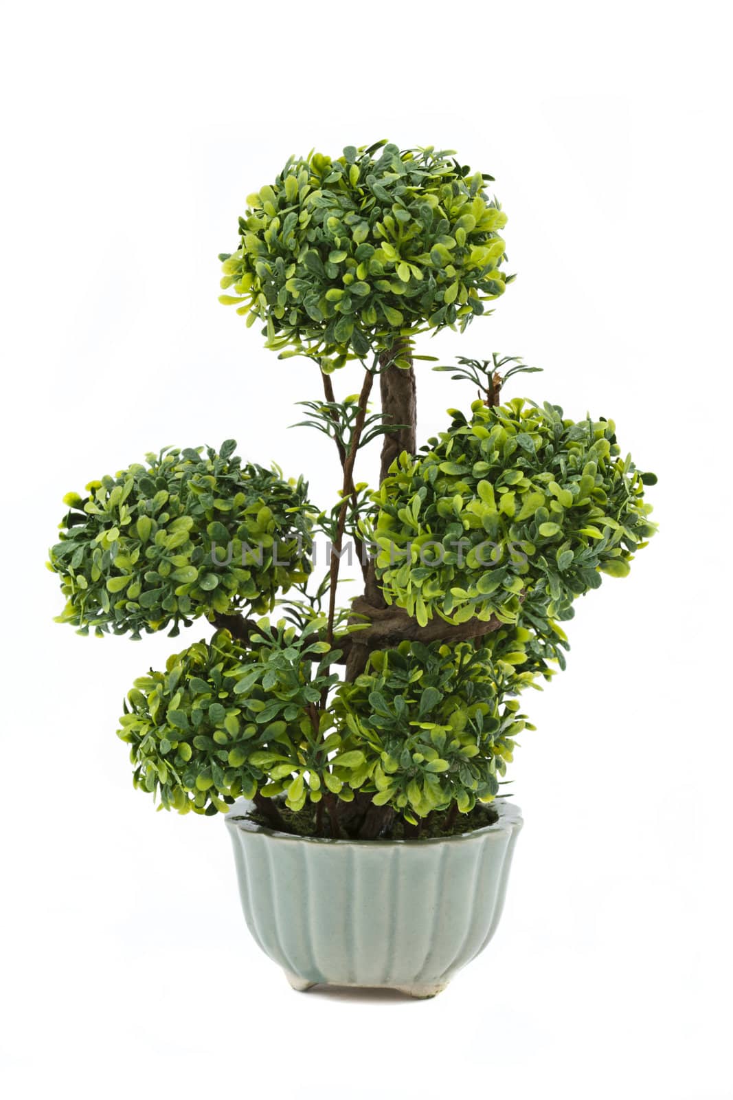 Chinese green bonsai tree Isolated on white background