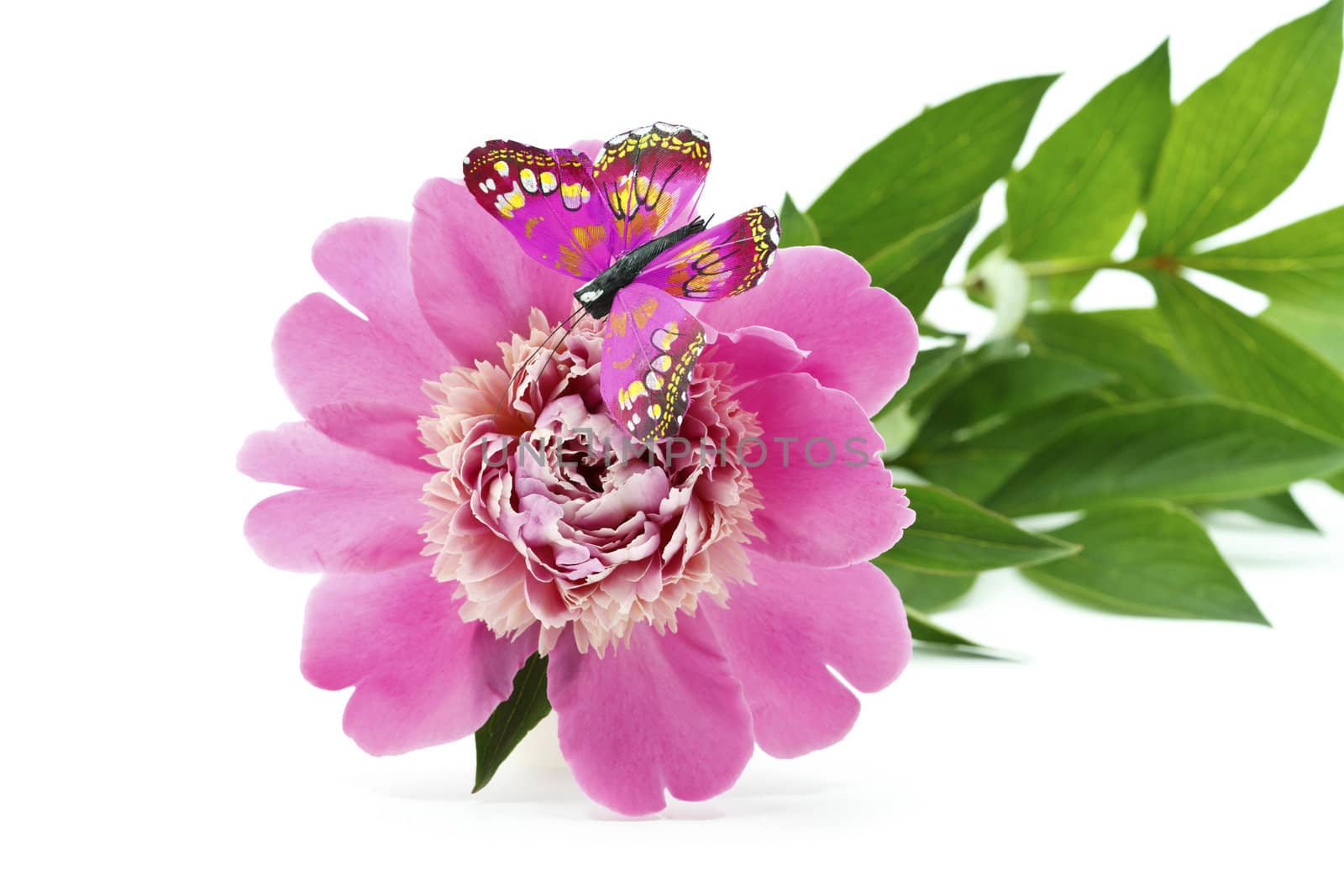 Beautiful Pink Peony Flower with butterfly isolated on white background