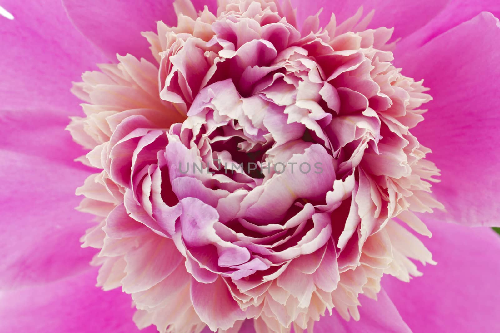 Beautiful Pink Peony Flower isolated on white background