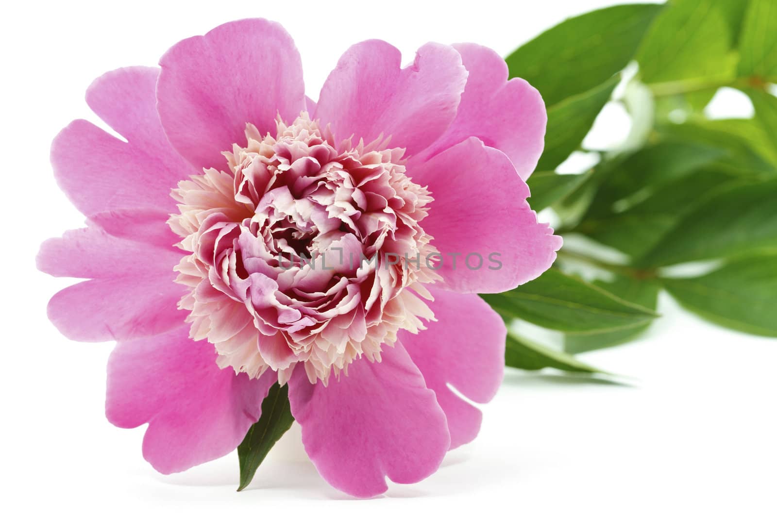 Beautiful Pink Peony Flower isolated on white background