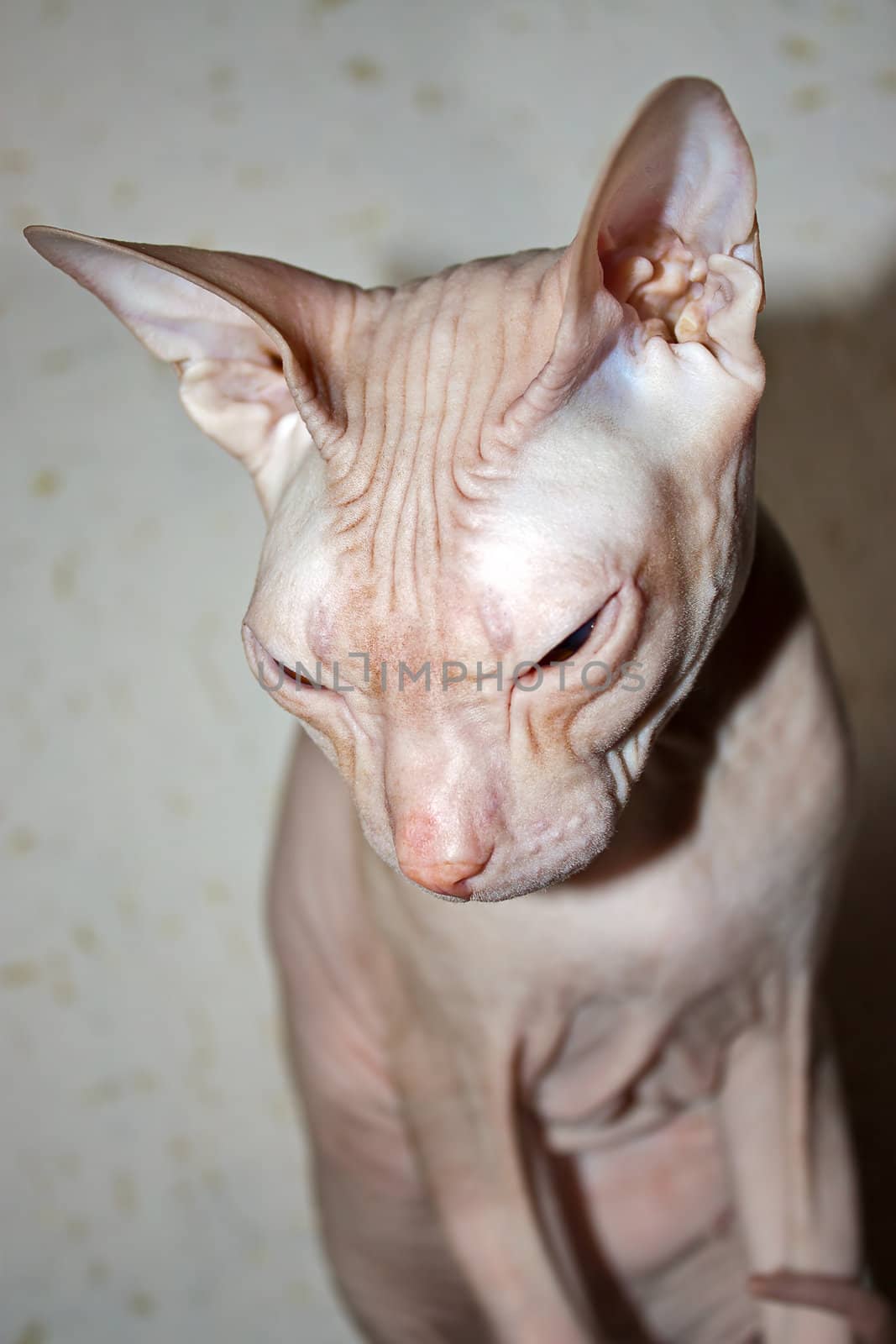 Portrait of  Cat of  Don Sphynx  close-up.