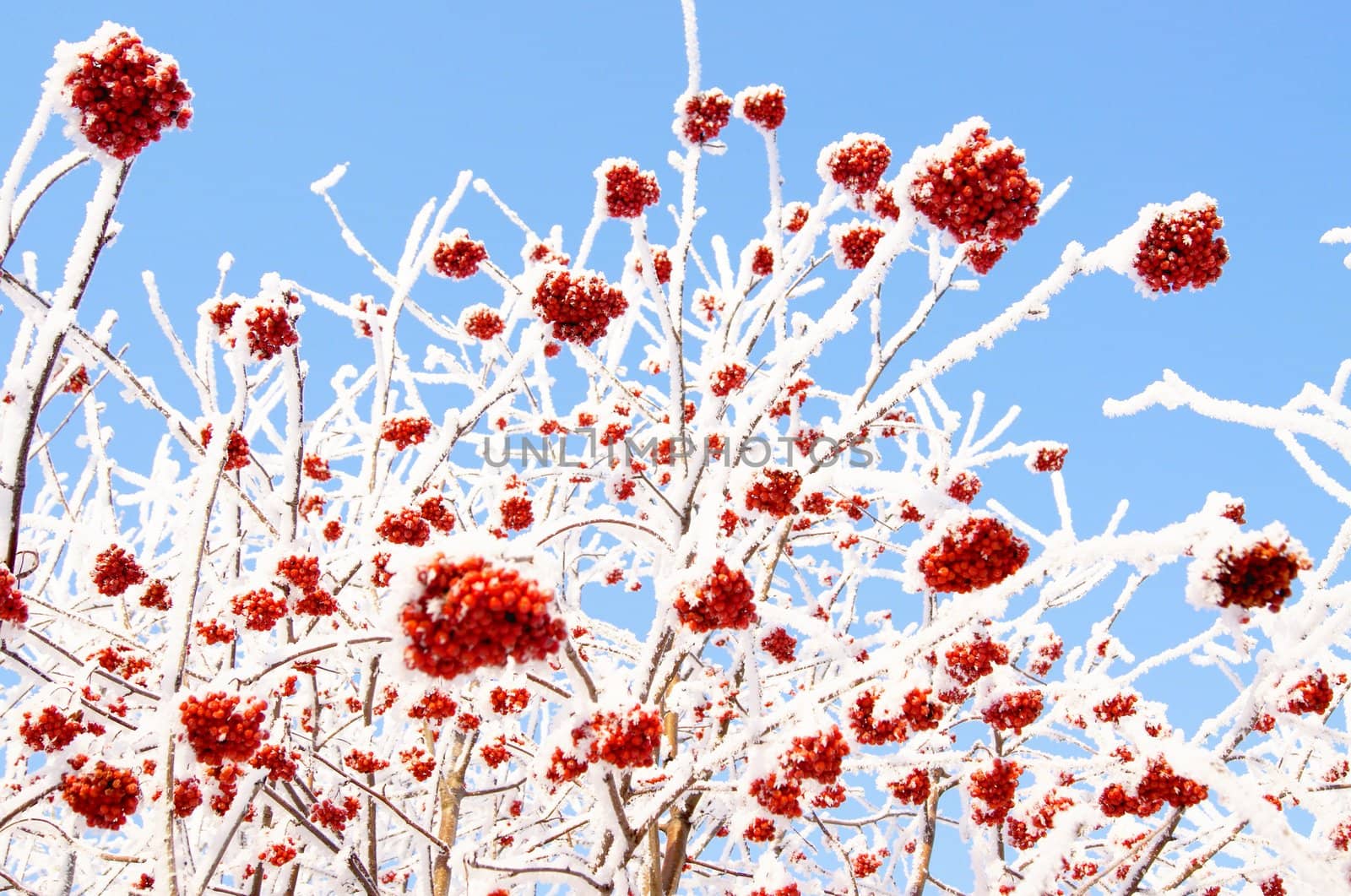 Winter frozen red rowanberry under white snow