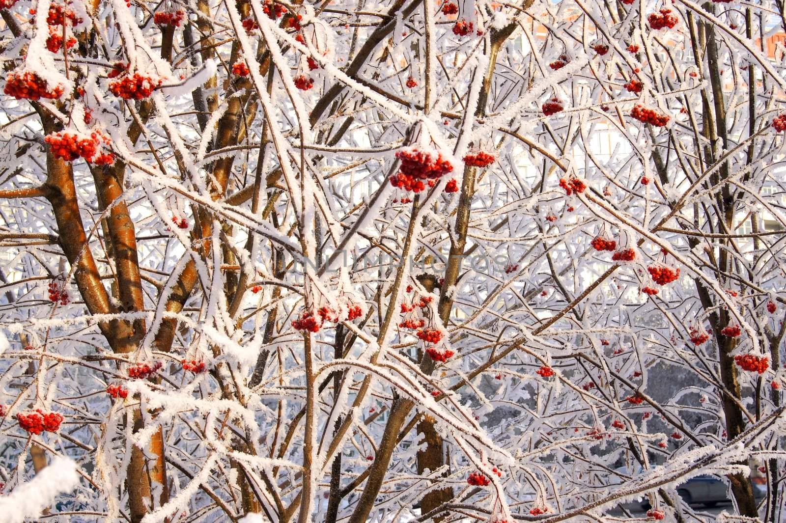 Winter frozen red rowanberry under white snow