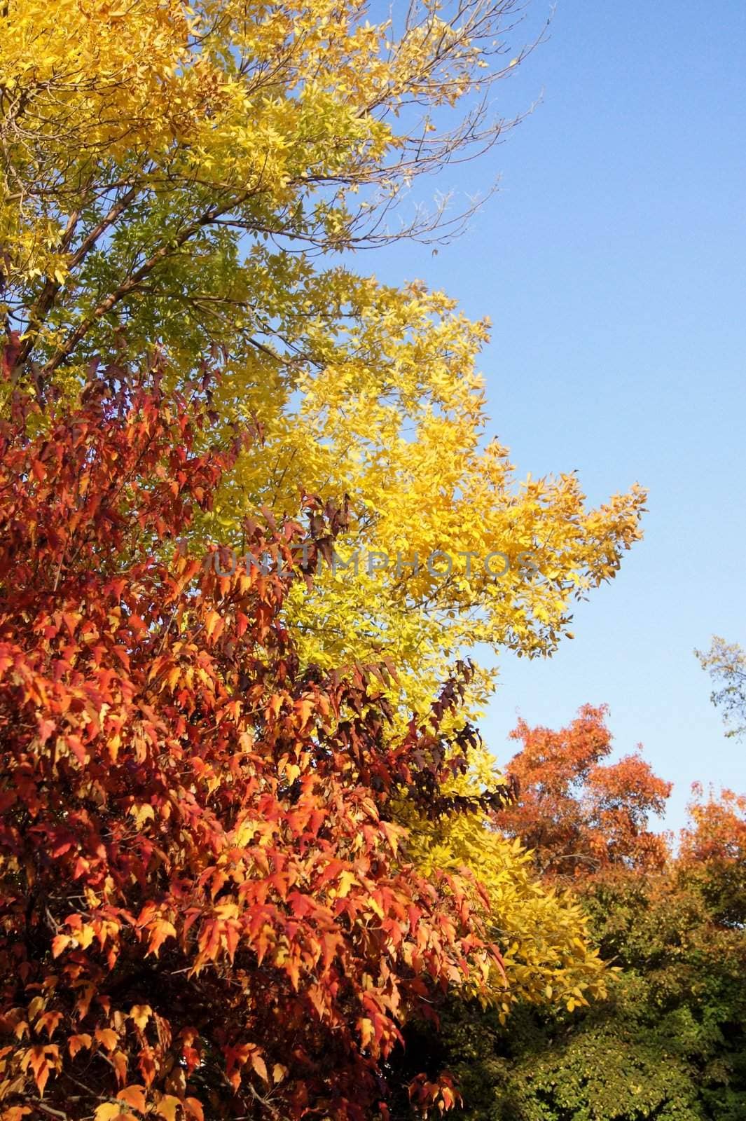 Colorful autumn fall
