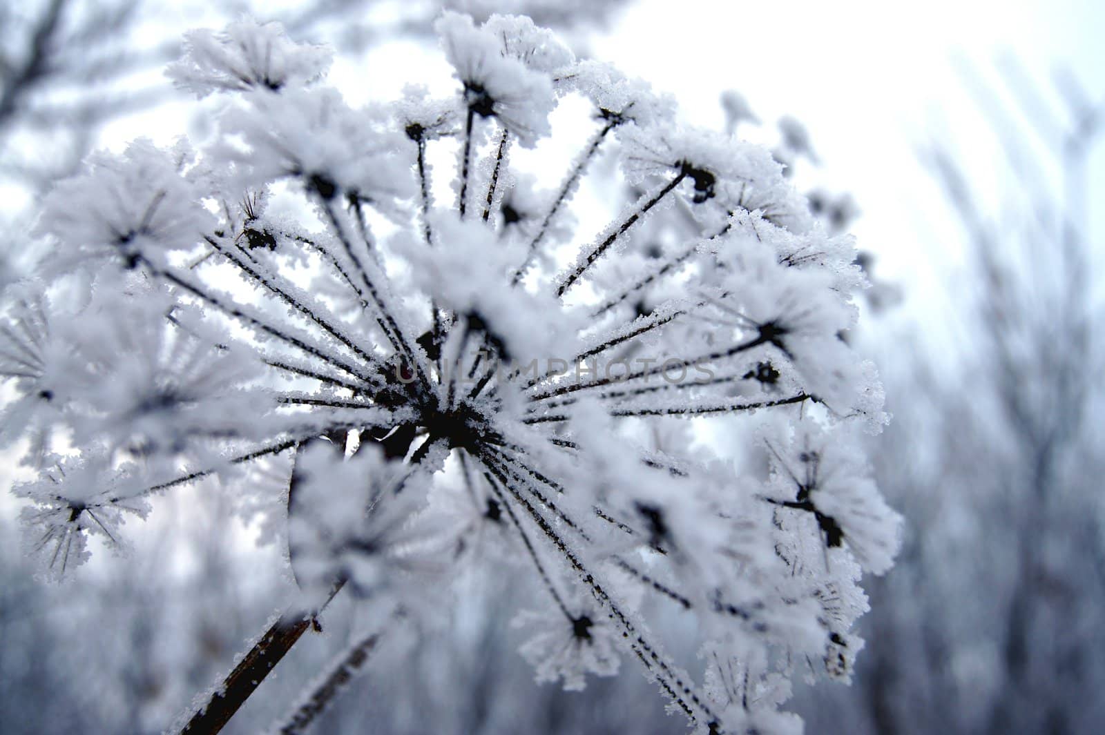 Dry flower under snow in the winter forest