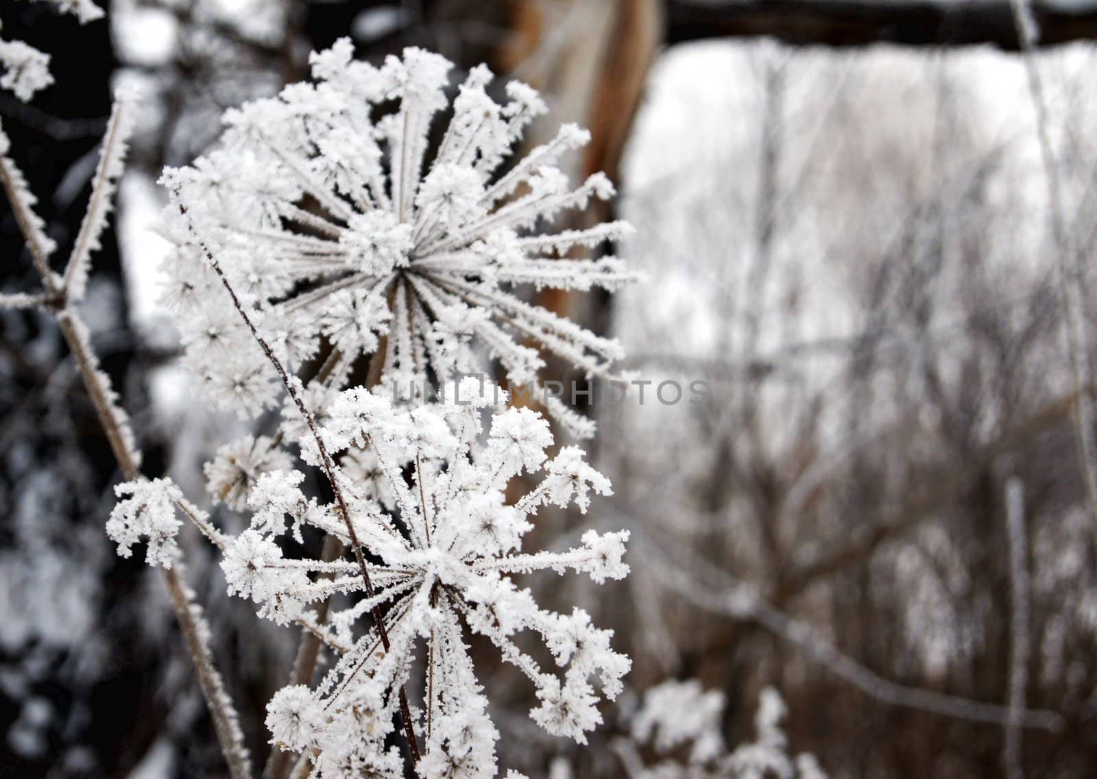 Dry flower under snow in the winter forest