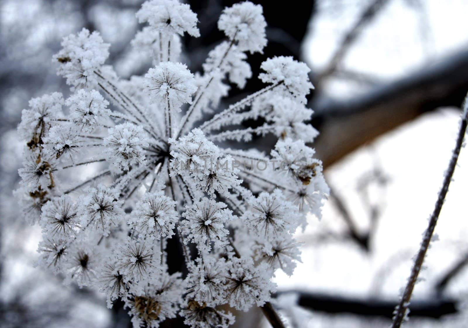 Dry flower under snow in the winter forest