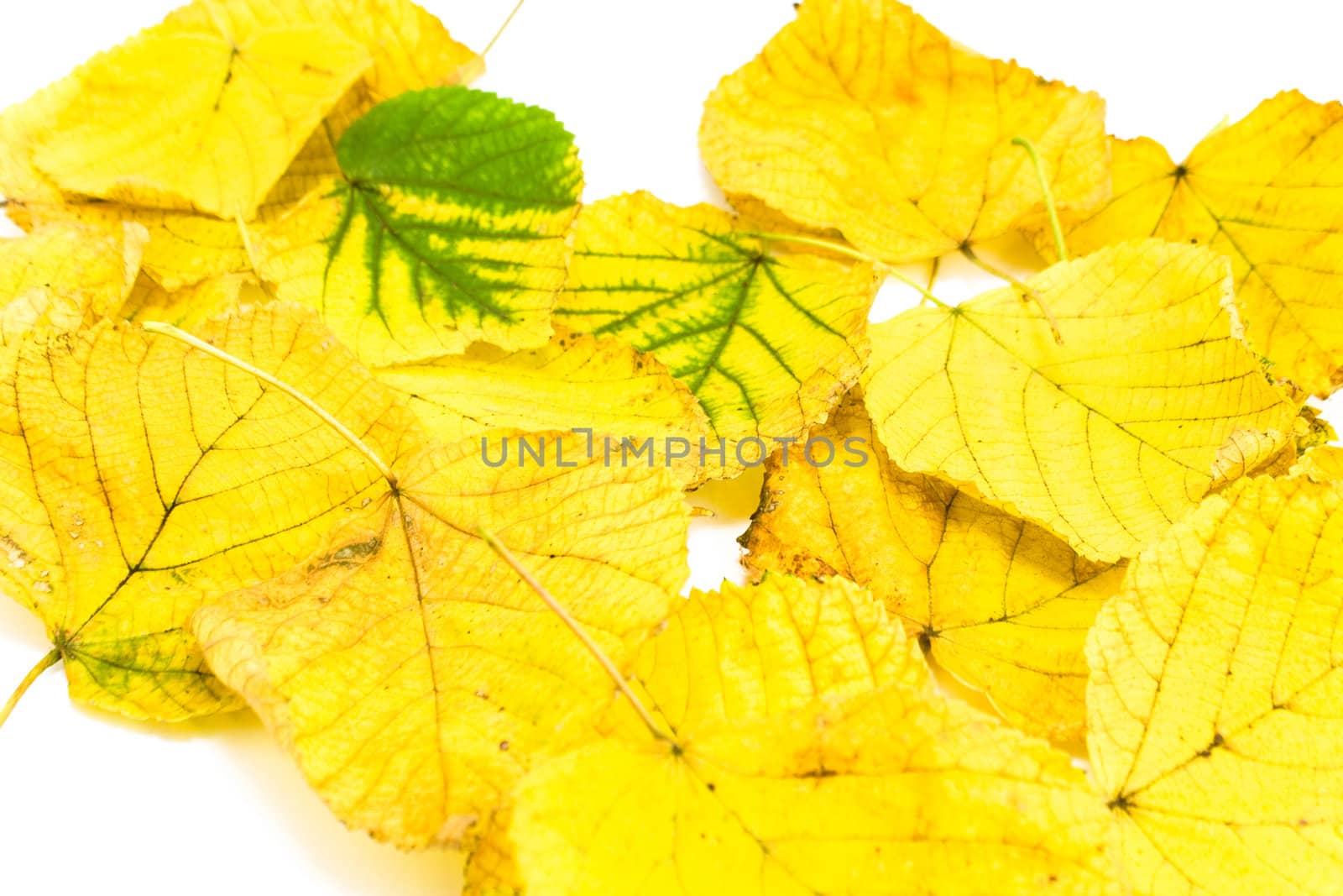 Yellow autumn leaves isolated on white