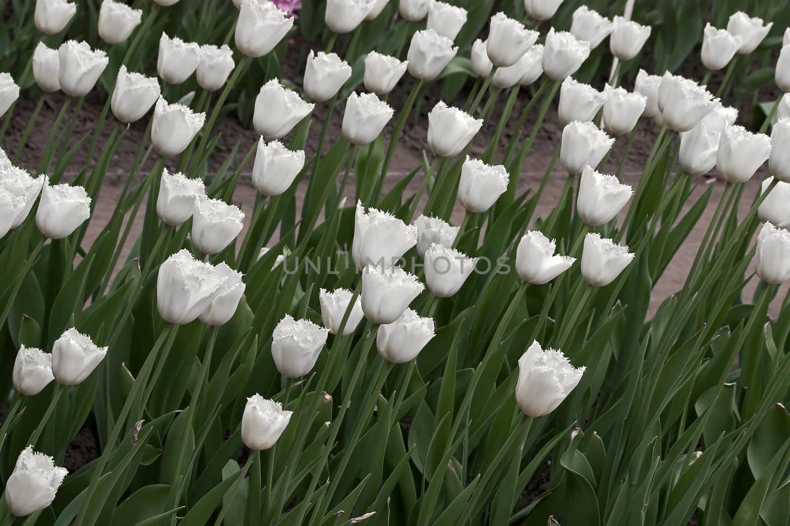 Set of tulips of different forms of flowers and colors . Image with shallow depth of field.
