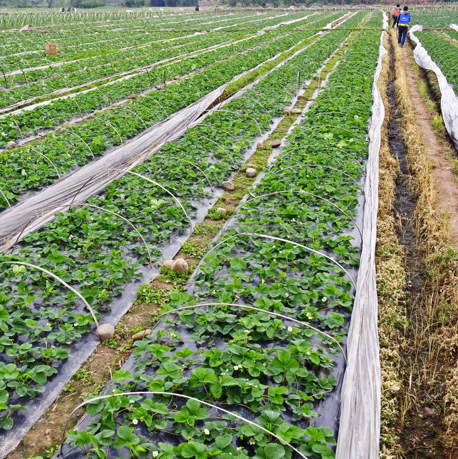 Rows of young strawberry field