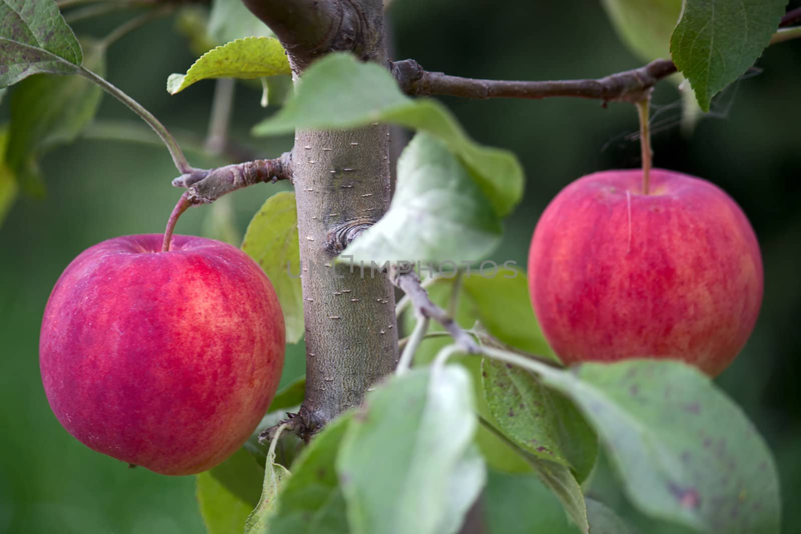 Apples on branch of apple tree in garden close up.