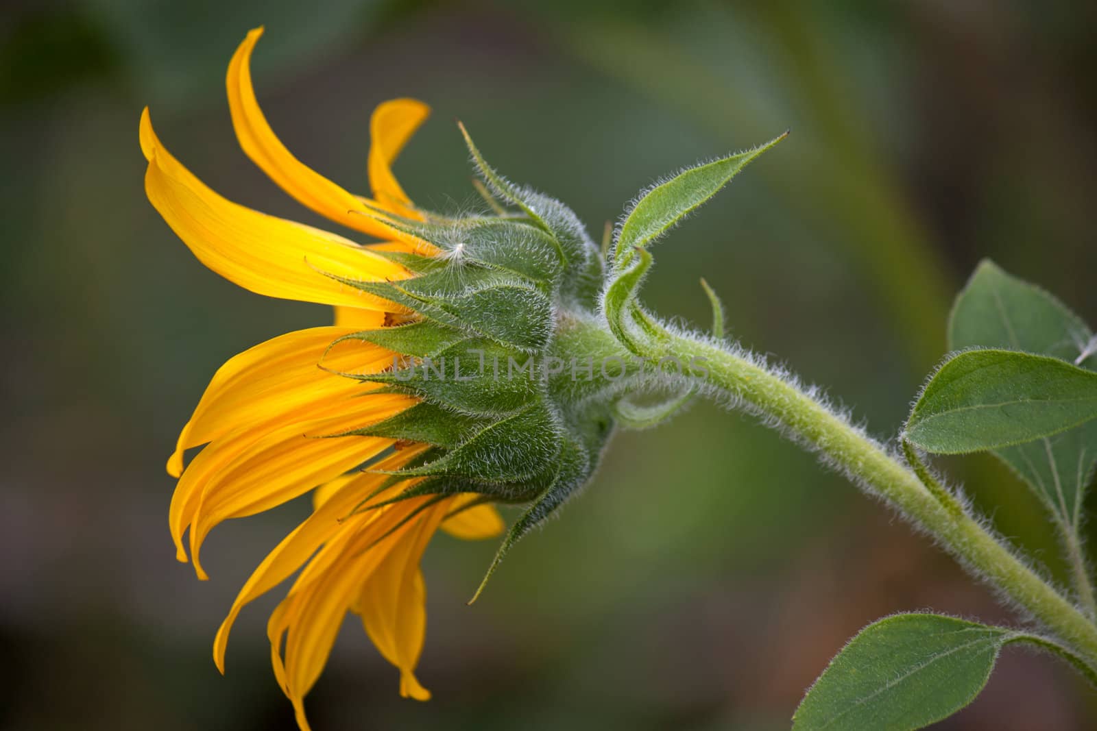 Flower of sunflower  close-up from  side against  plant.
