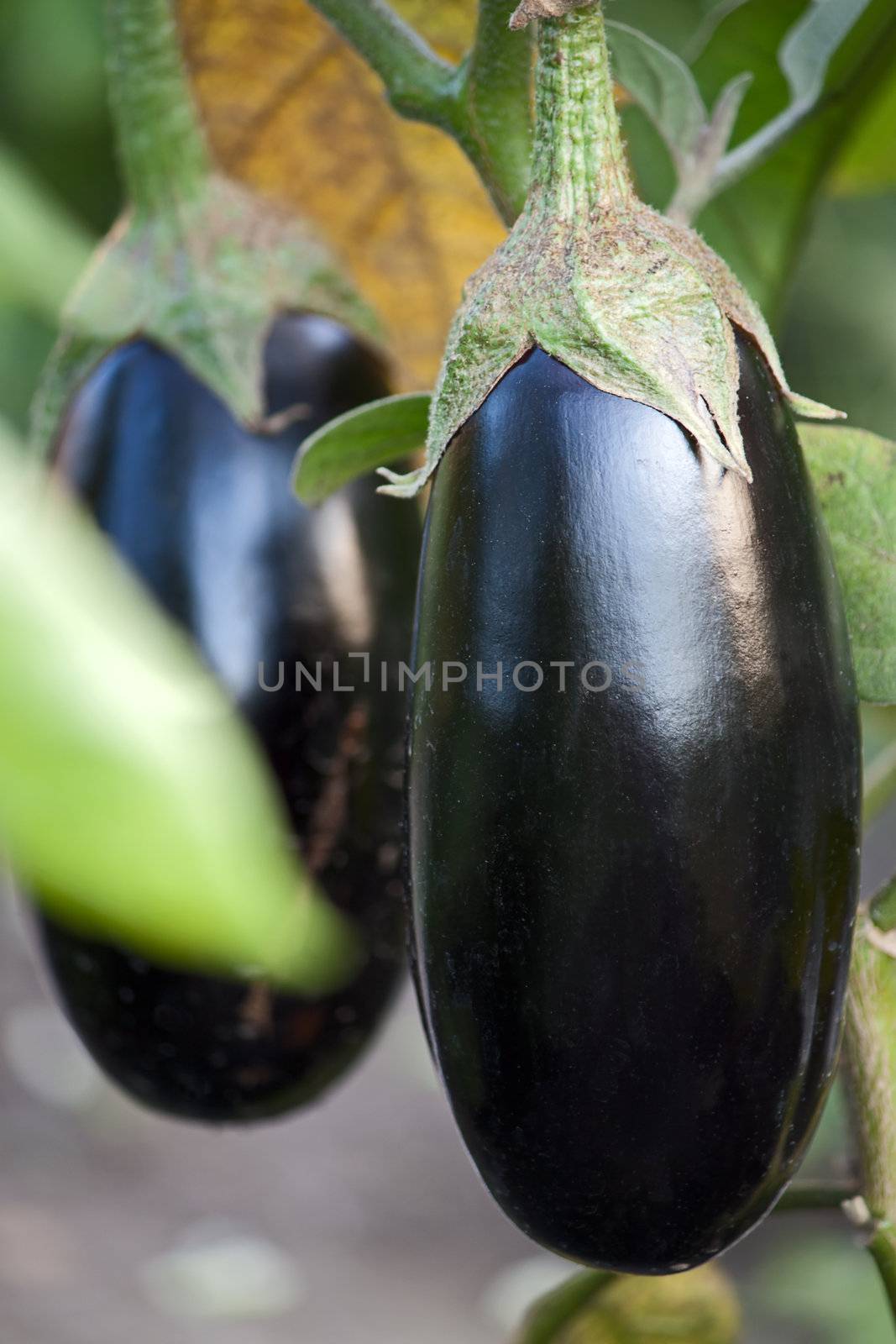 Large  fruit of eggplant on  plant close up.