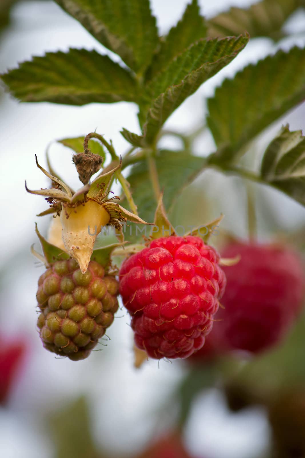 Raspberry close-up of  plant in  garden. Image with shallow depth of field.