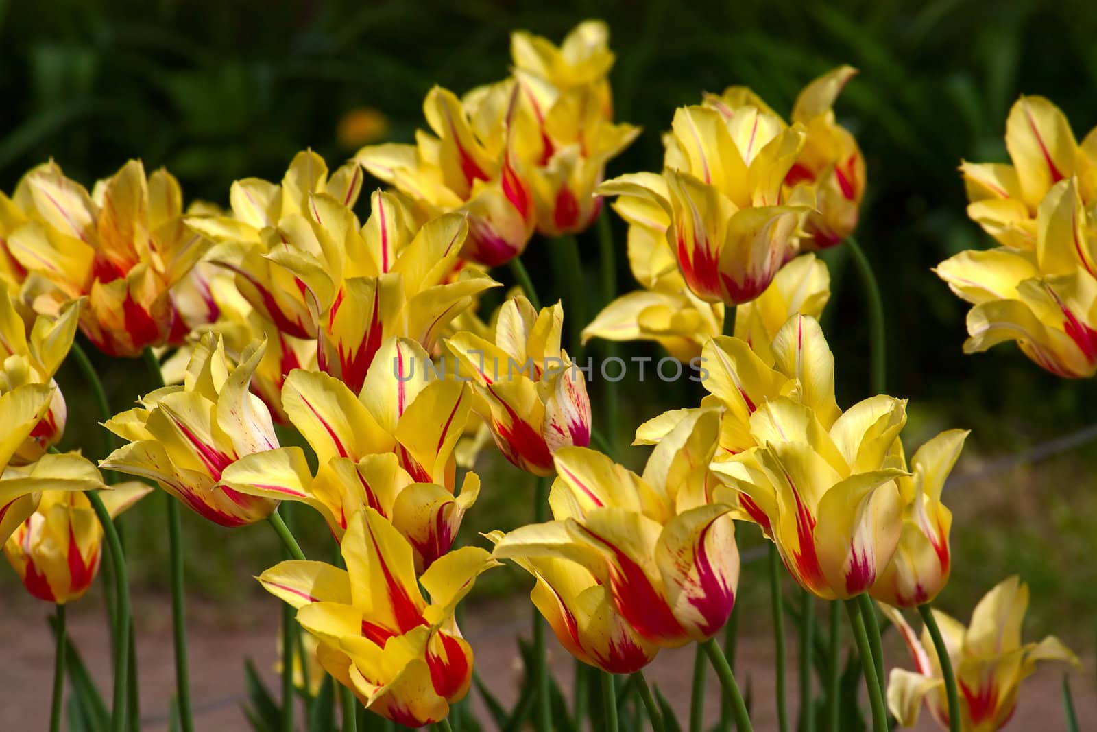 Set of tulips of different forms of flowers and colors . Image with shallow depth of field.