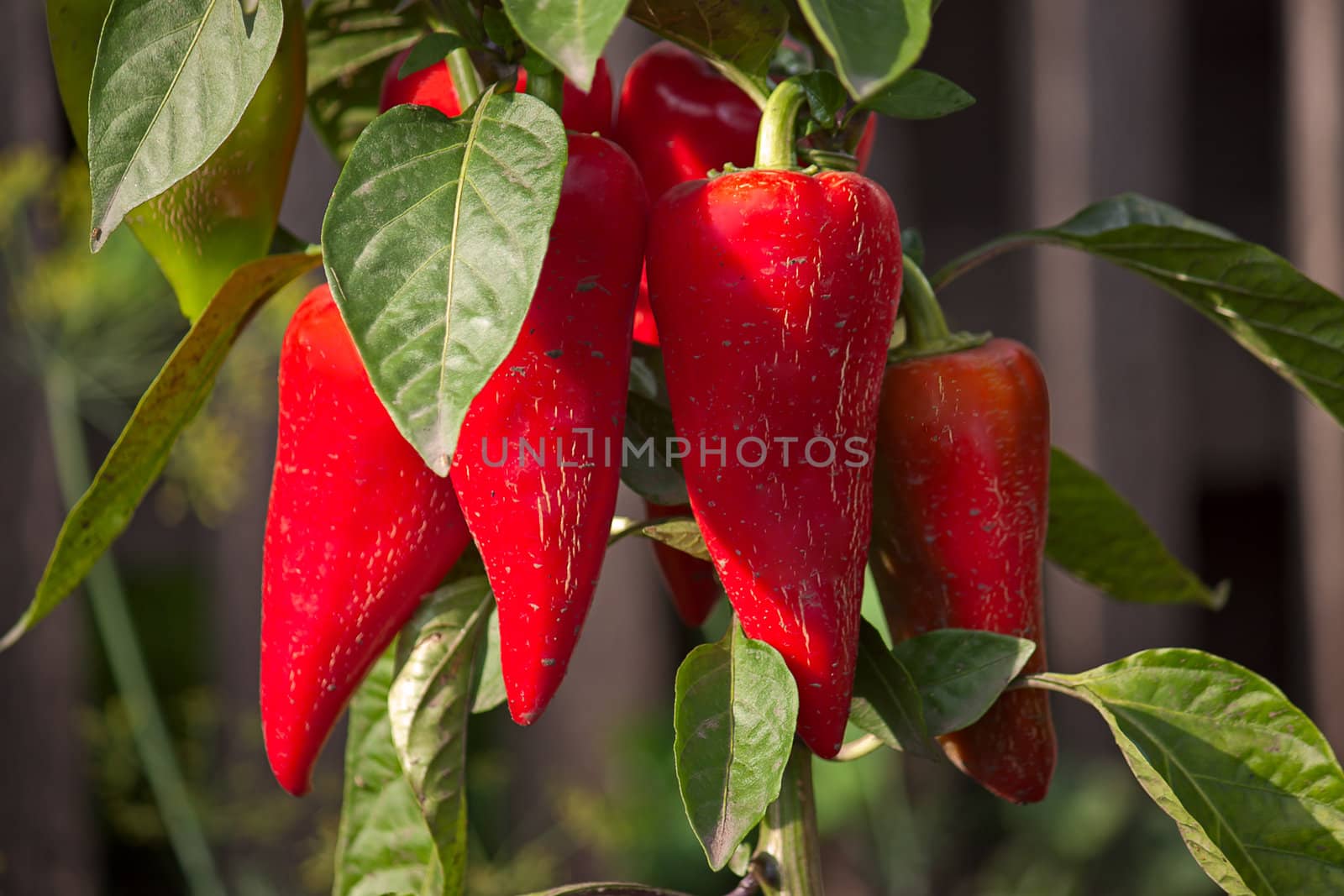 Red bell peppers on  bush plants ripened. Image with shallow depth of field.
