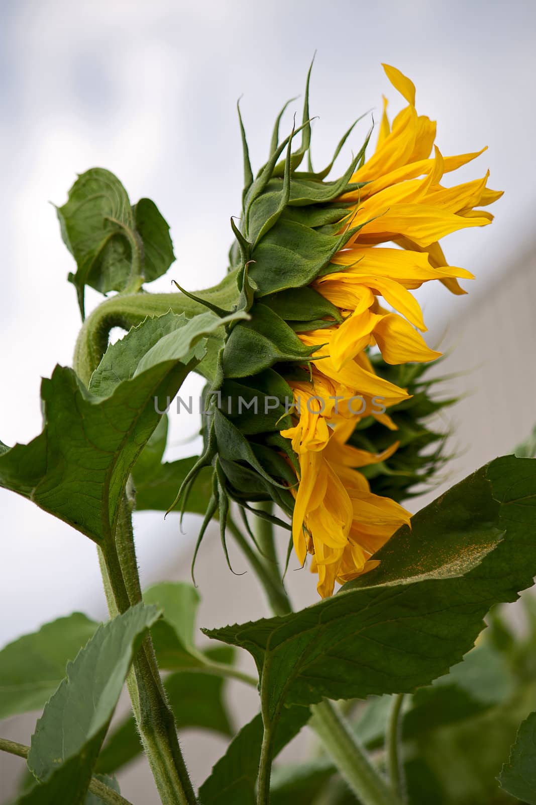 Sunflower by zhannaprokopeva