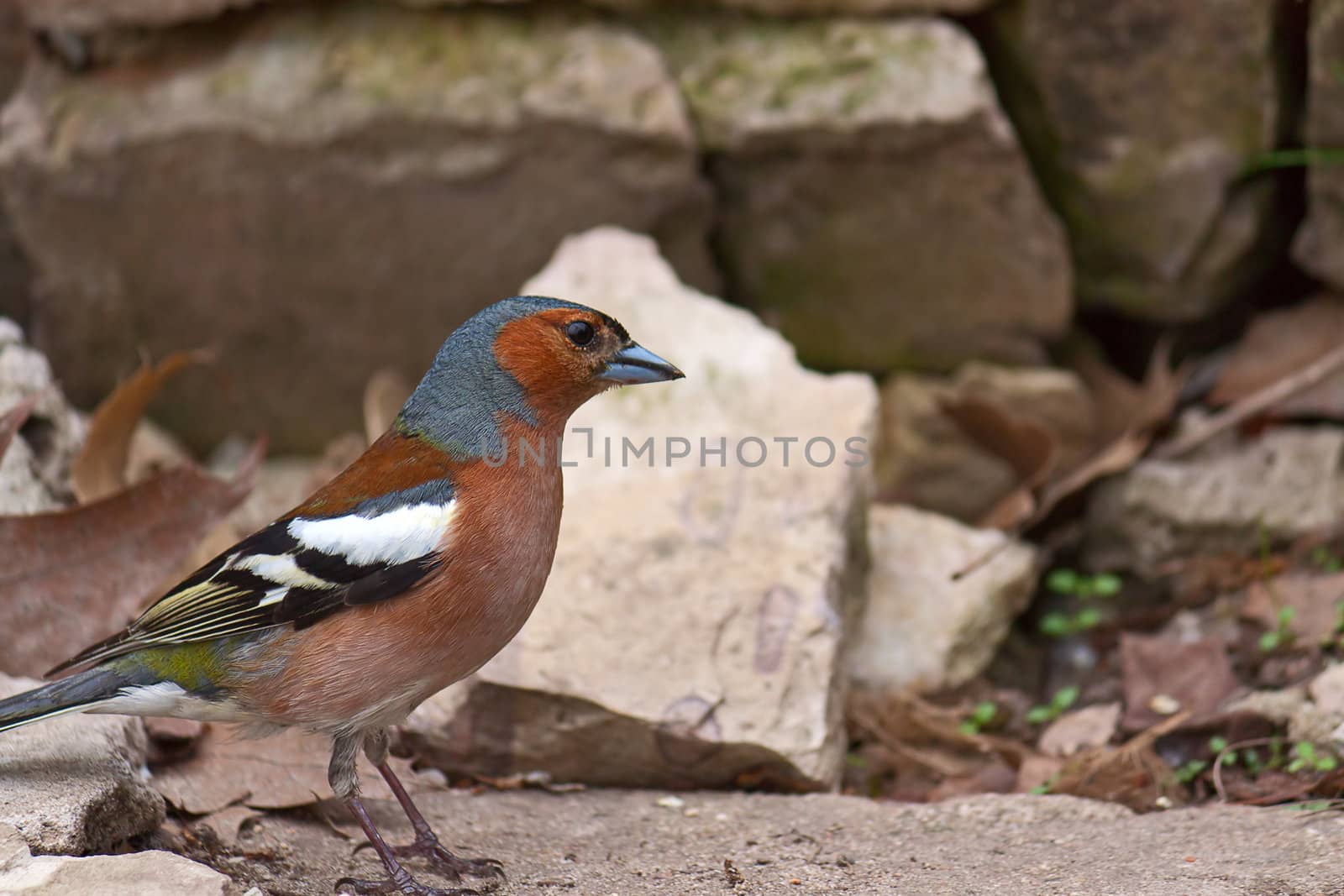 Bright beautiful bird on  background of rocks and earth.This is  Chaffinch.