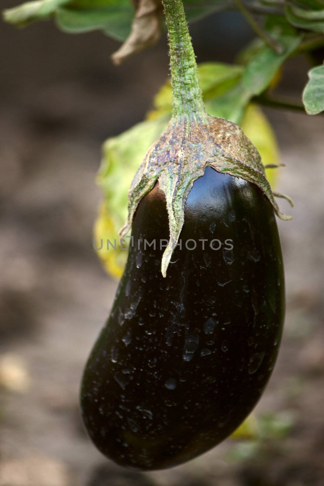 Large  fruit of eggplant on  plant close up.
