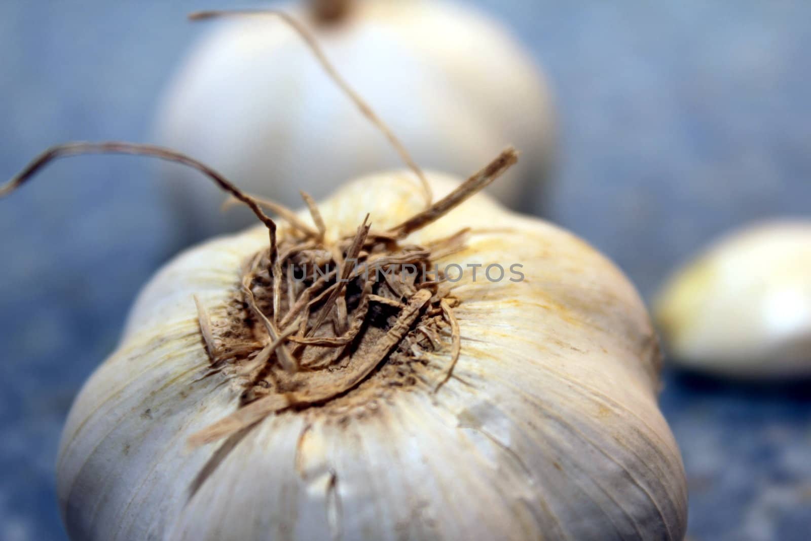 garlic by Teka77