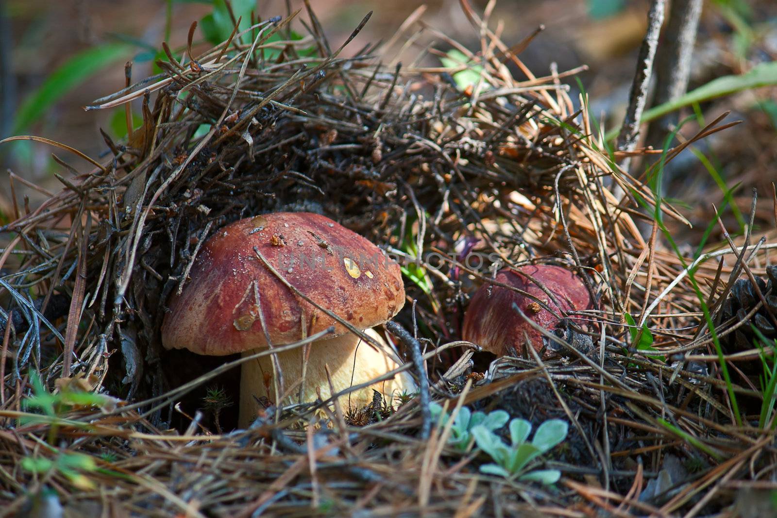 Mushrooms in woods. Image with shallow depth of field.