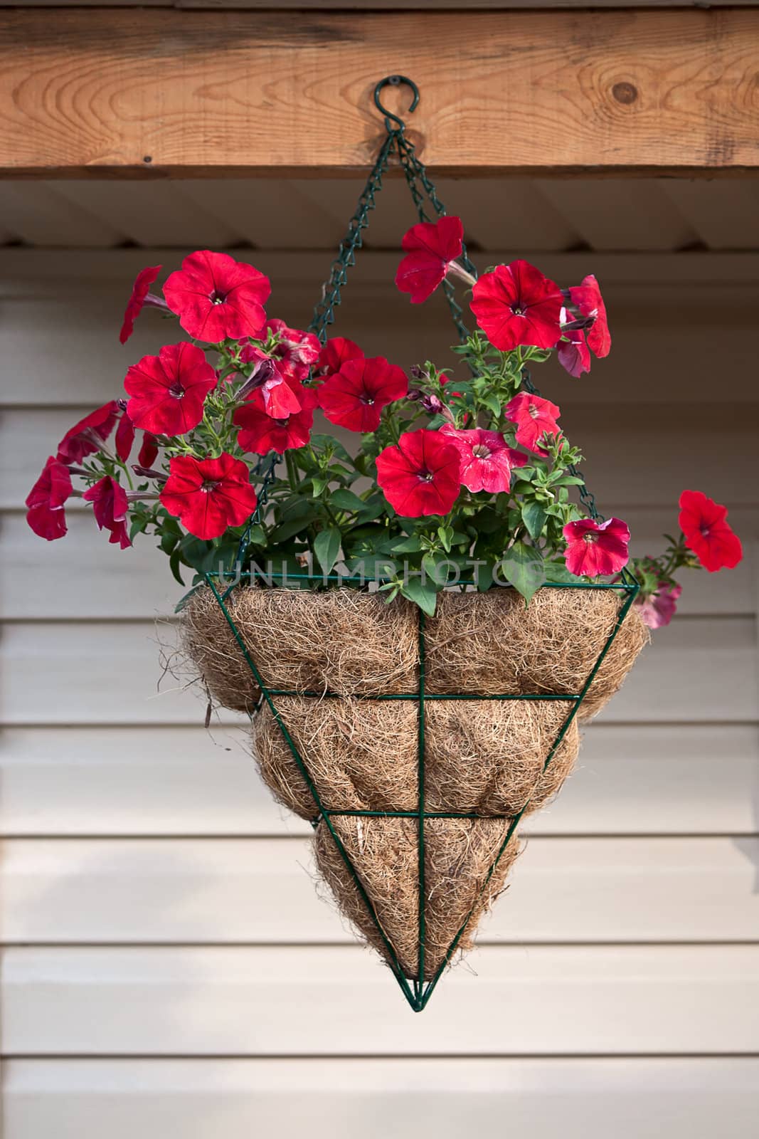 Red petunia in  hanging pot against  wall.