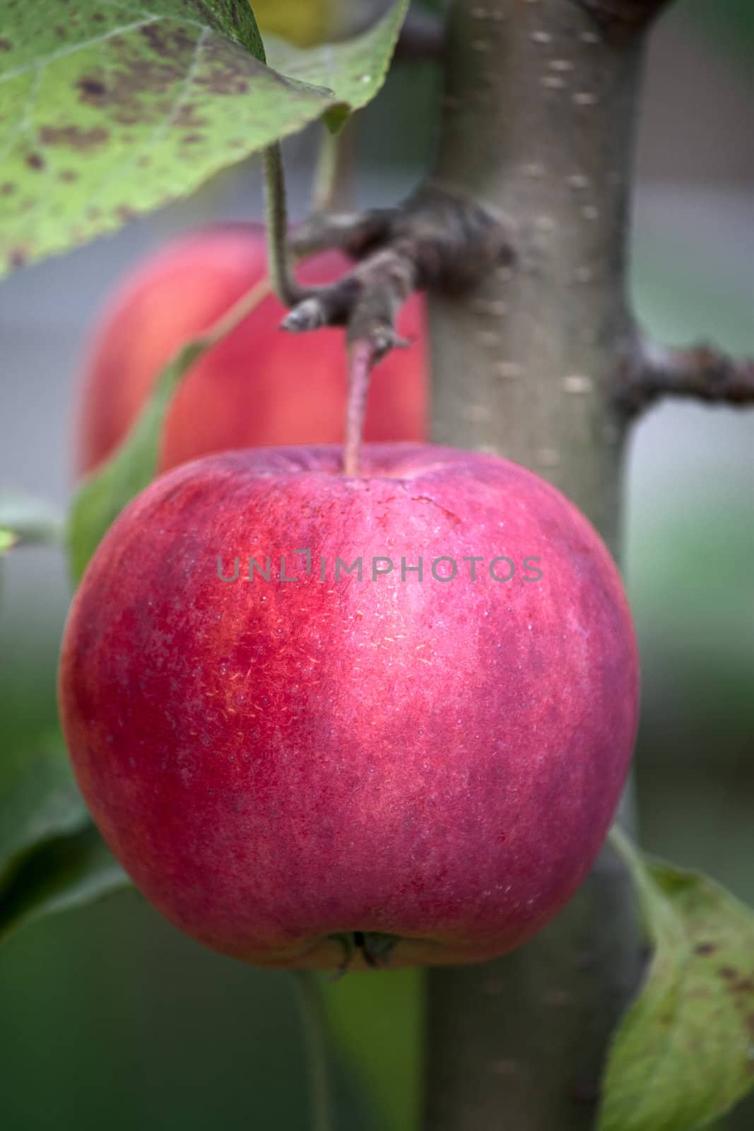 Apples by zhannaprokopeva