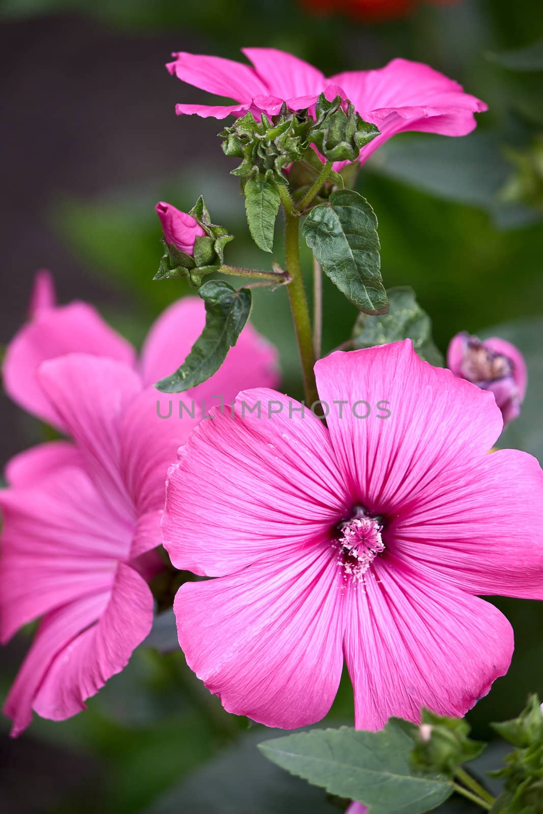  Few pink lavatera on  plant on  background of green leaves.