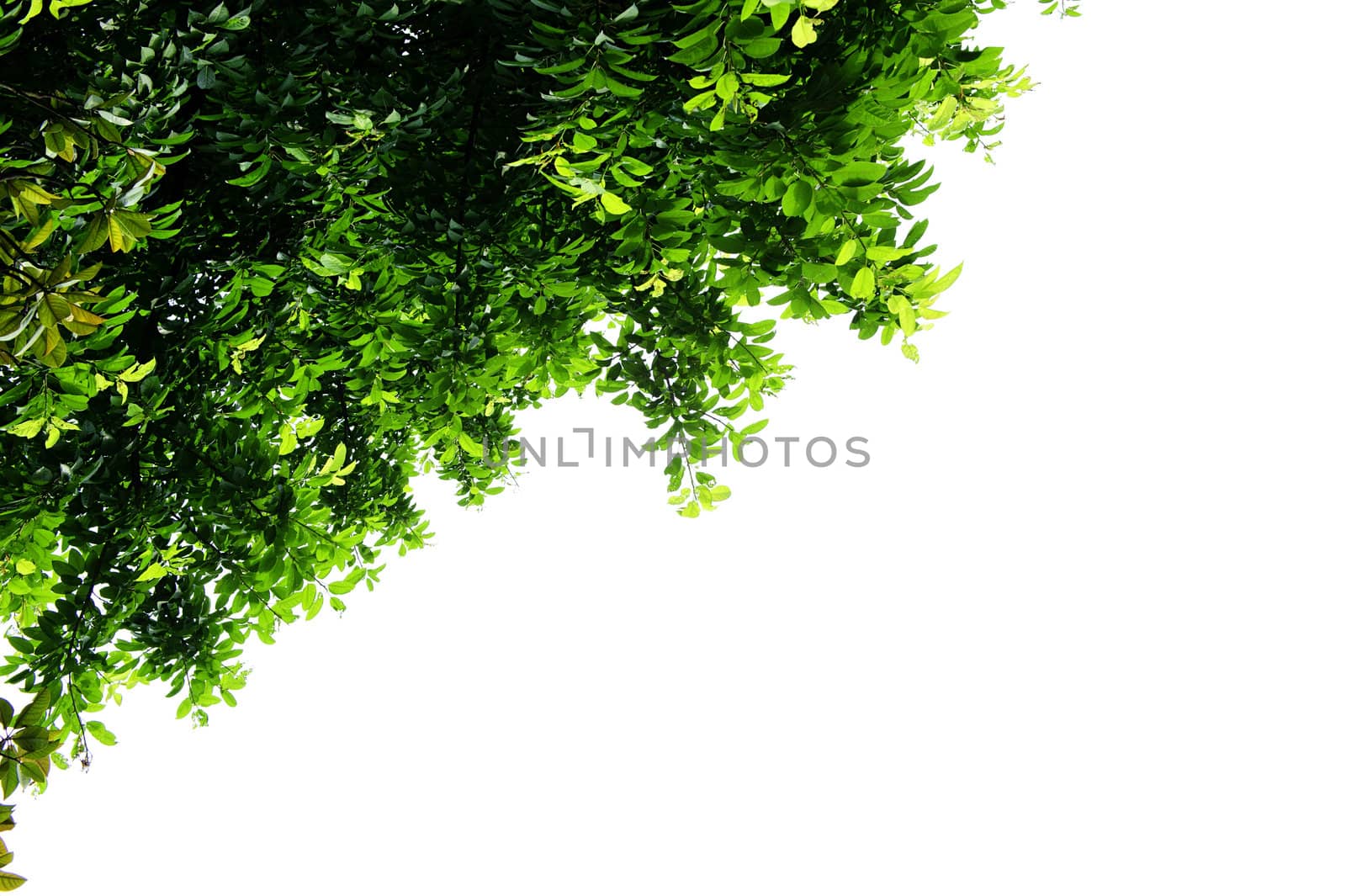 leaves with isolated background