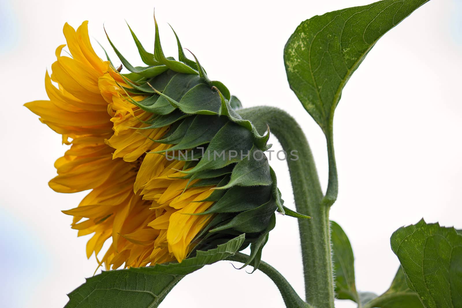 Flower of sunflower close up on  light background.