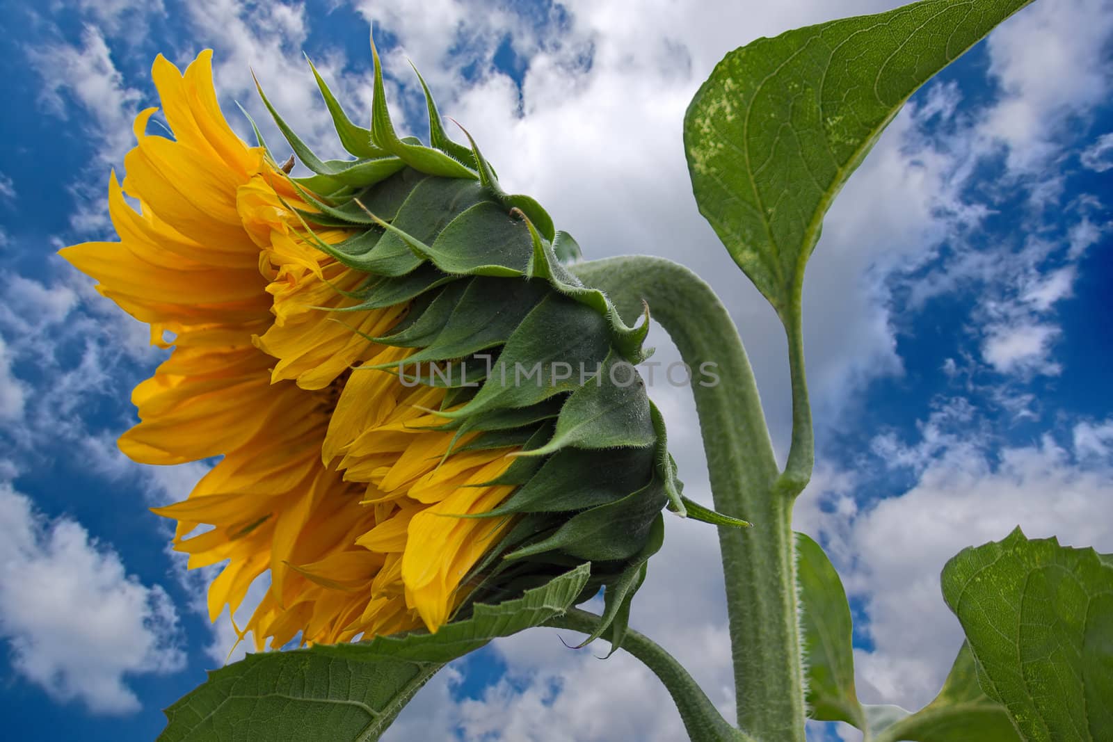 Flower of sunflower close up against blue sky.