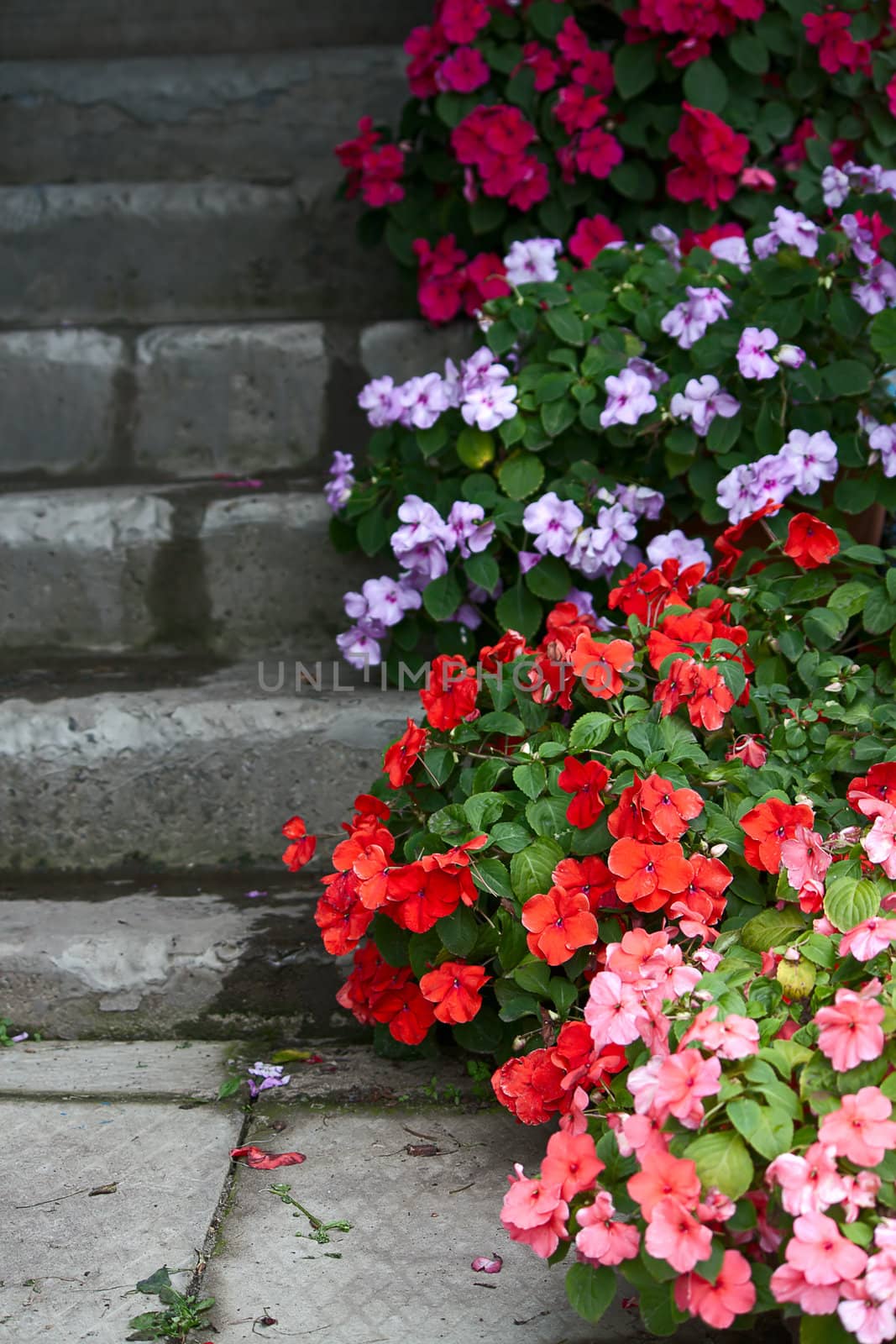 Flowers of different colors on  steps of  house.Image with shallow depth of field.