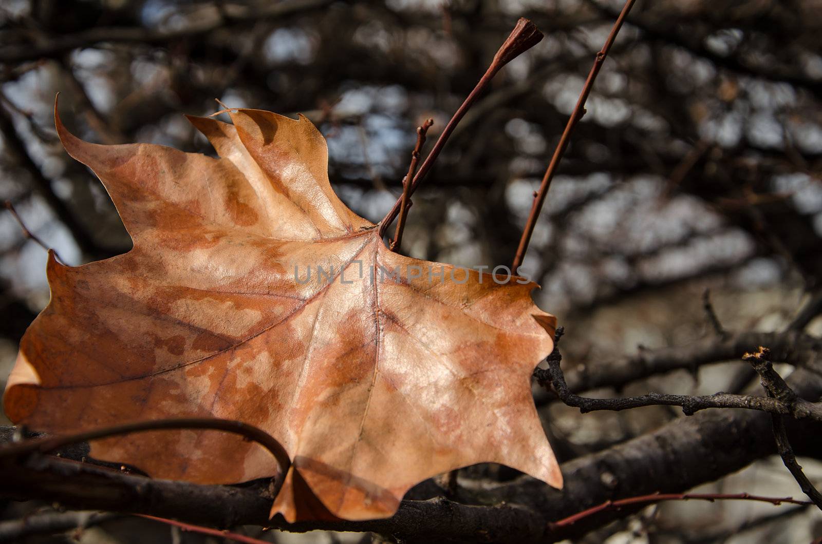 The last autumn leaf  by velislava