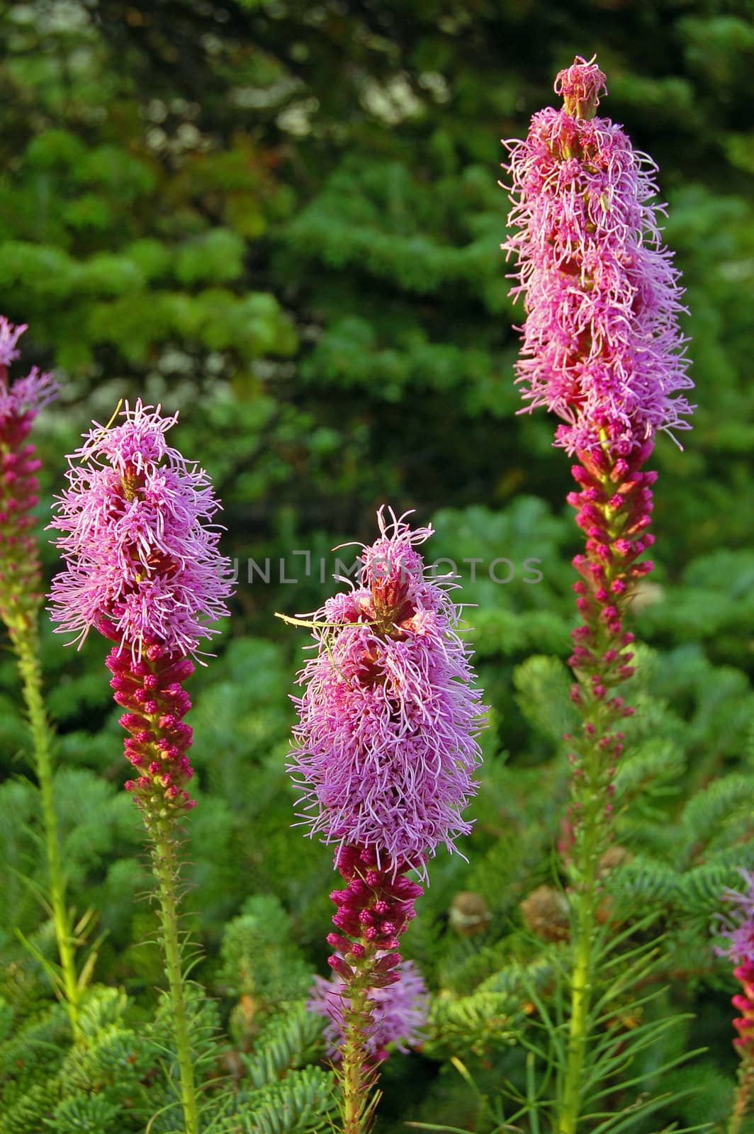 Liatris punctata flowers in sunset light in green grass background