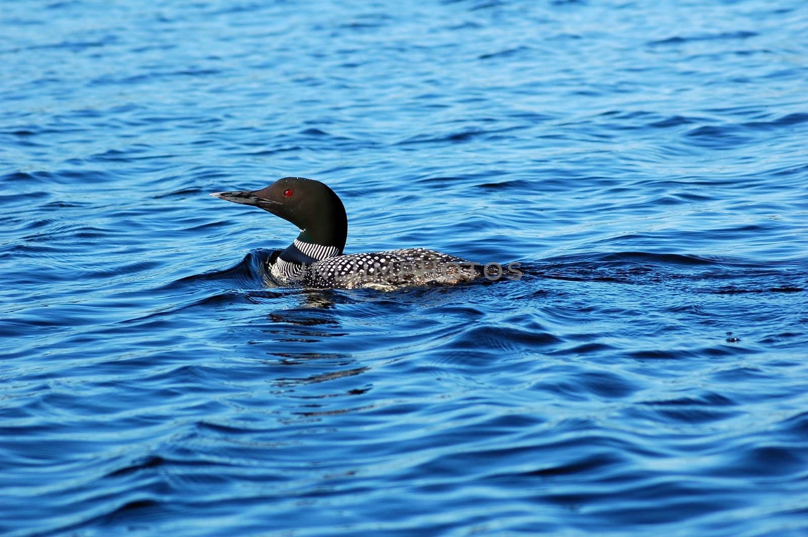 Common loon in blue water of north lake
