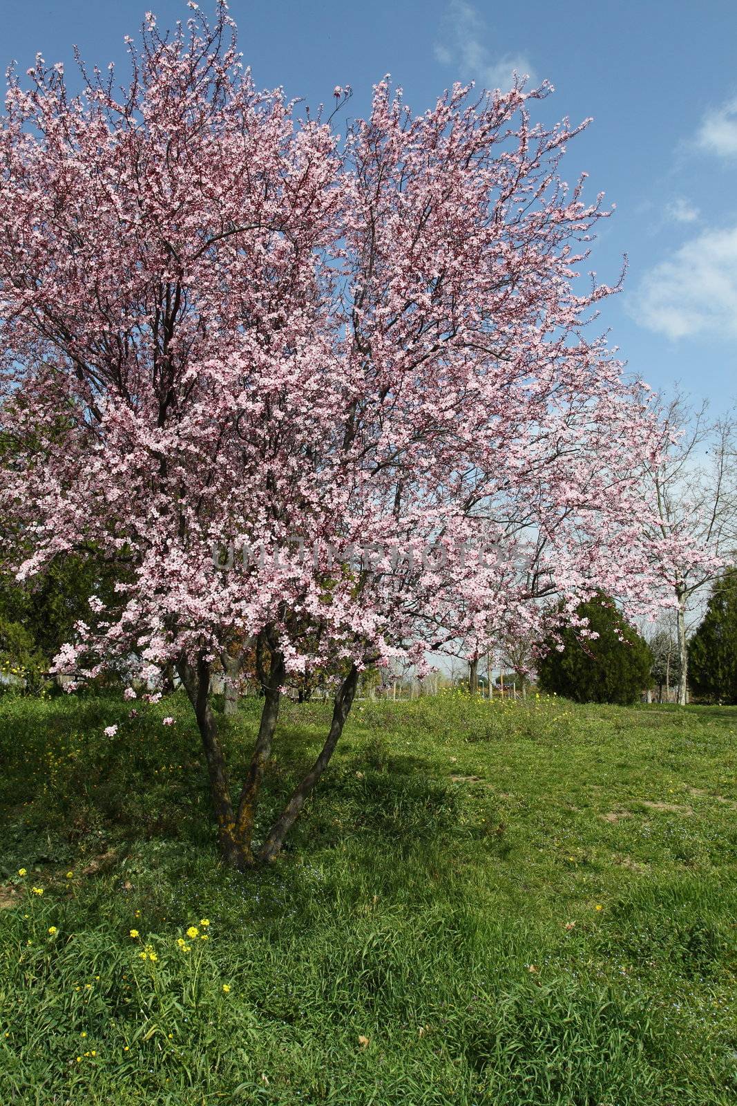 Cherry blossom by mariusz_prusaczyk
