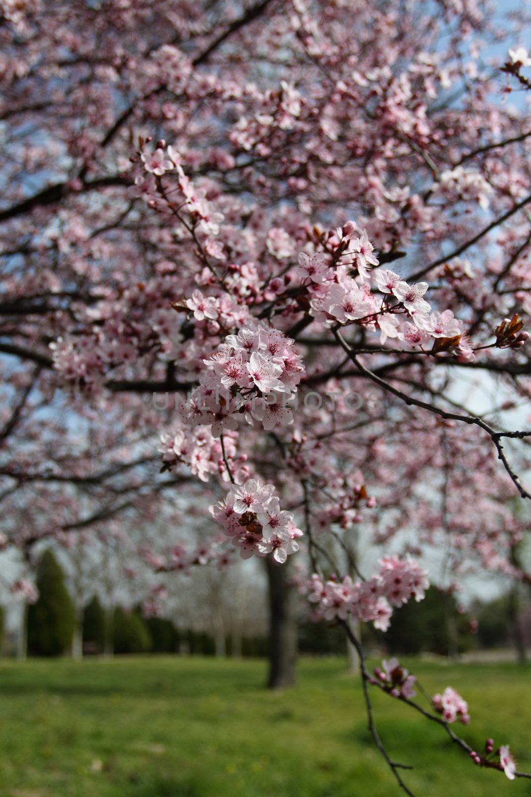 Cherry blossom by mariusz_prusaczyk