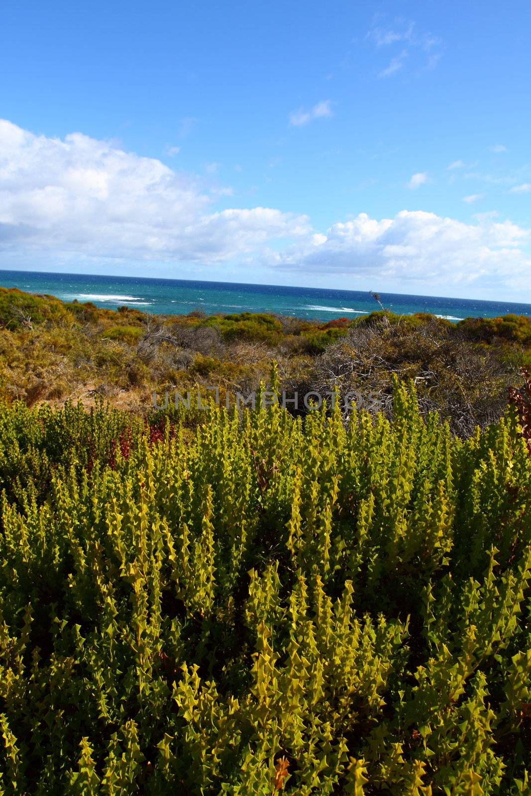 Rottnest island in Australia by mariusz_prusaczyk