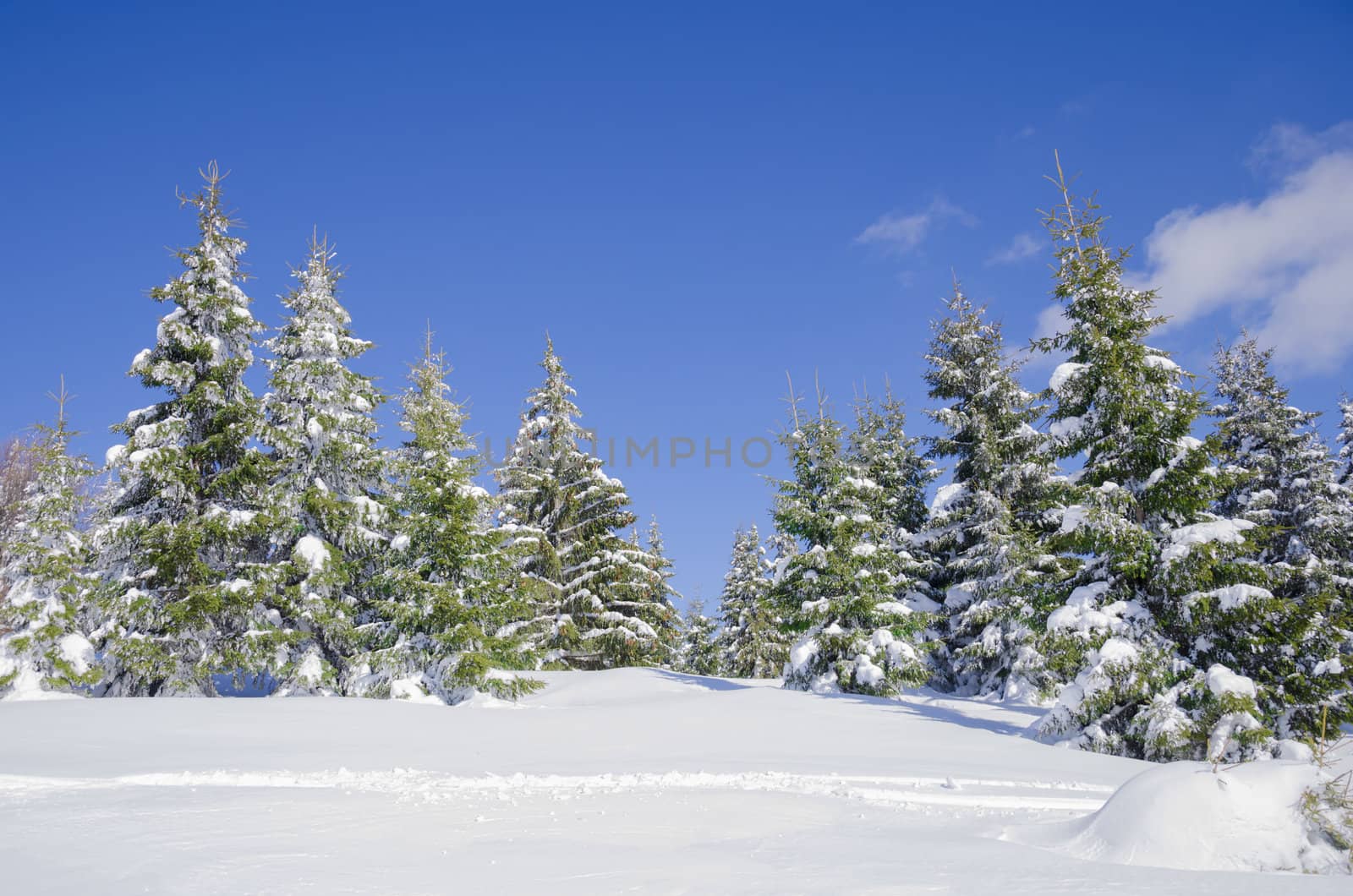 winter snow covered fir trees on mountainside on blue sky background