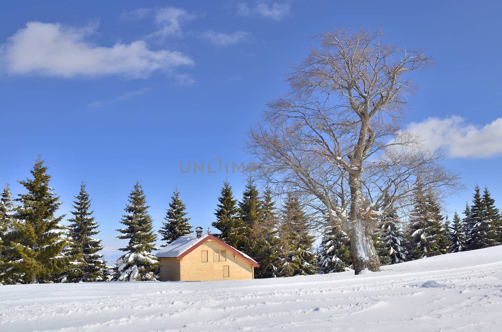 snow landscape with wooden house and green pine and no leafs trees