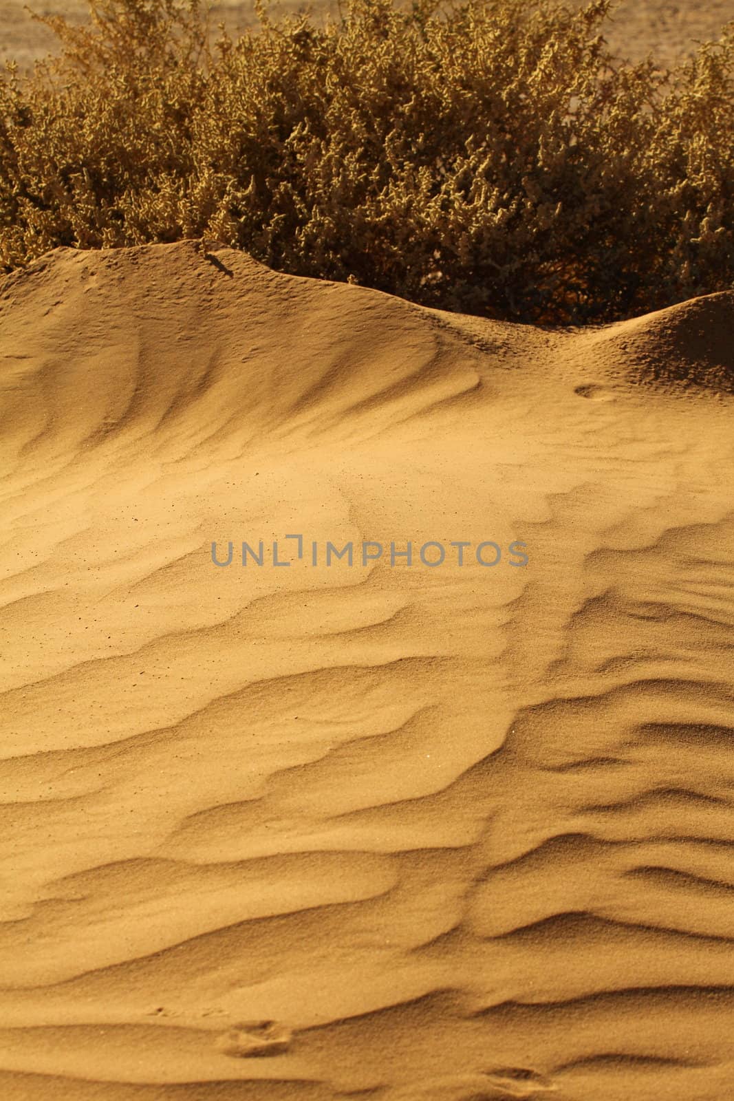 Sahara Desert Morocco by mariusz_prusaczyk