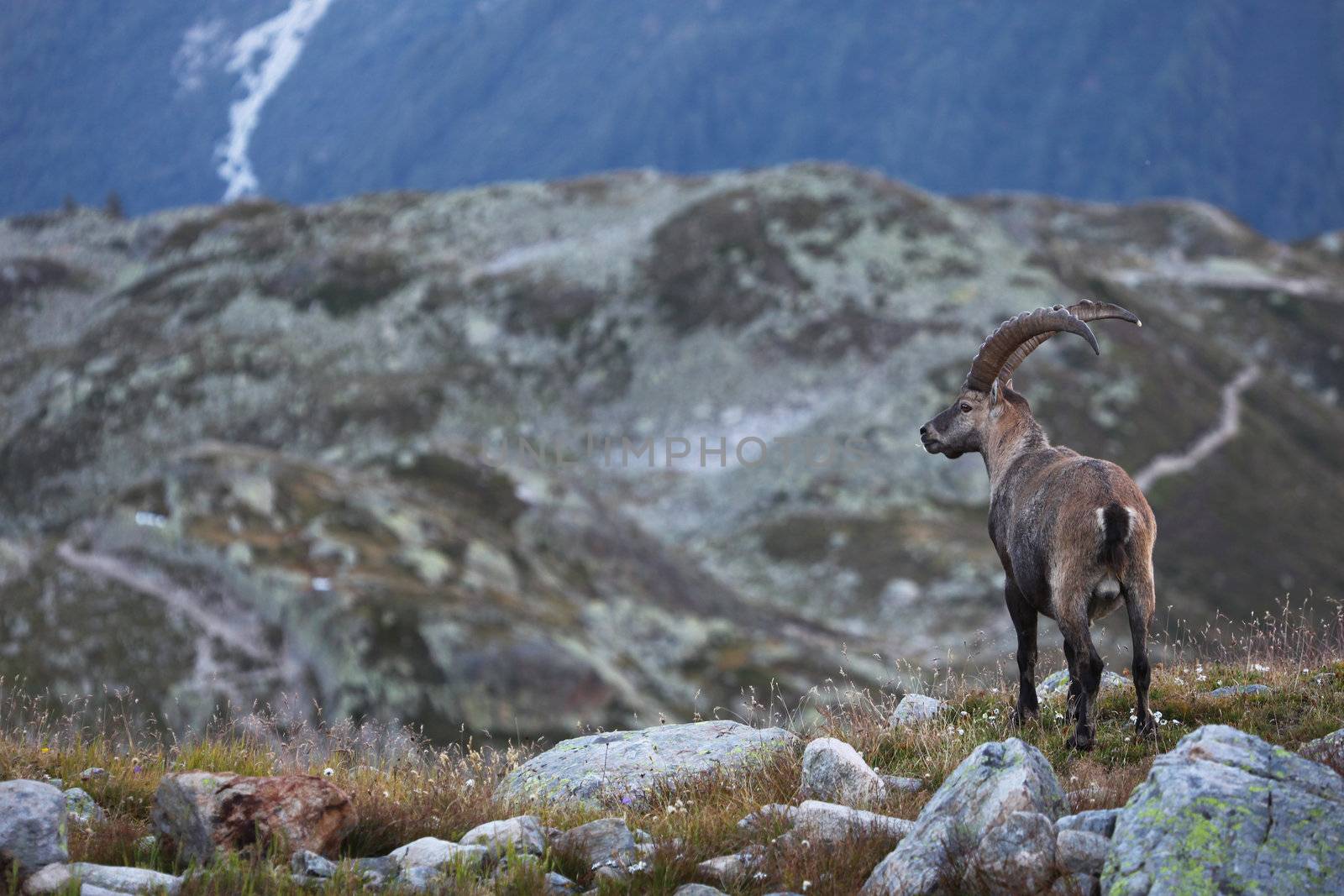 View on a male Capra Ibex near the White Lake near Chamonix.