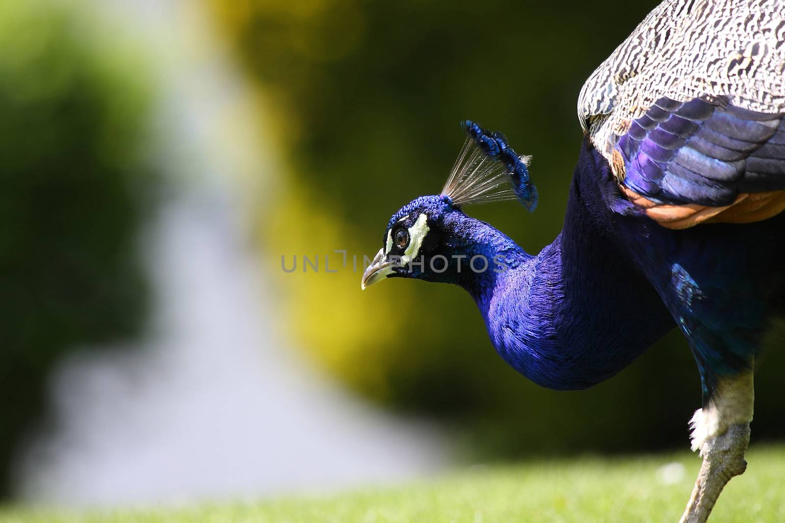 beautiful peacock in a scottish garden