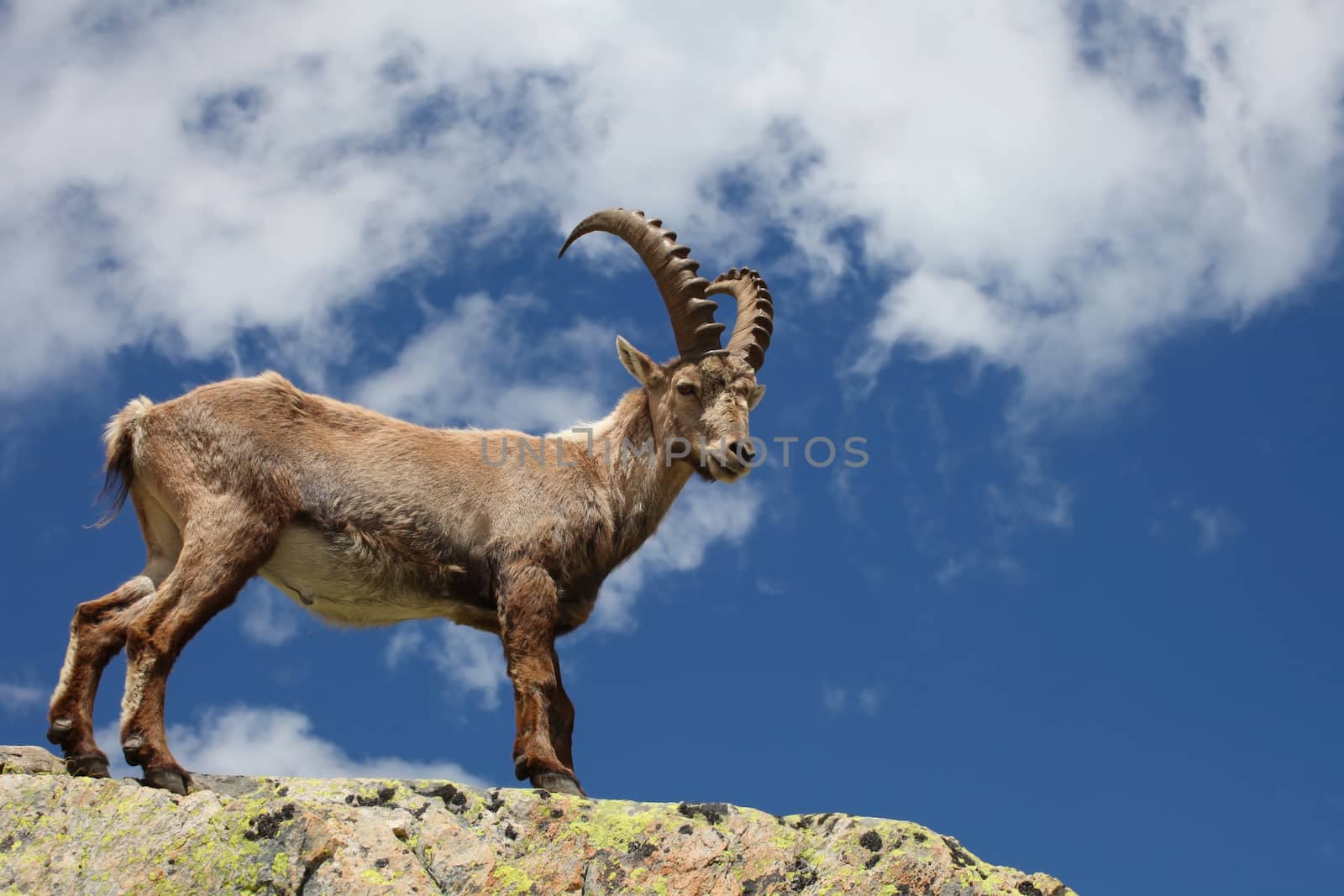 Close view on a young Capra Ibex near the White Lake near Chamonix.